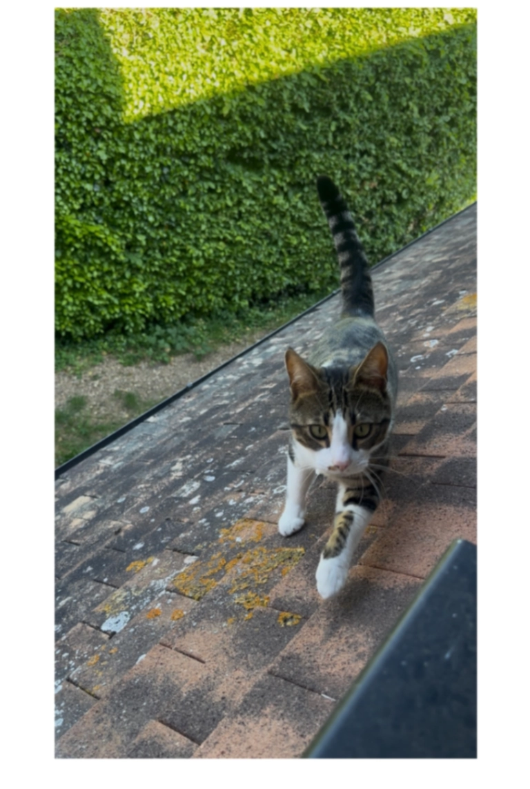 Coco - Church Lane, West Malling