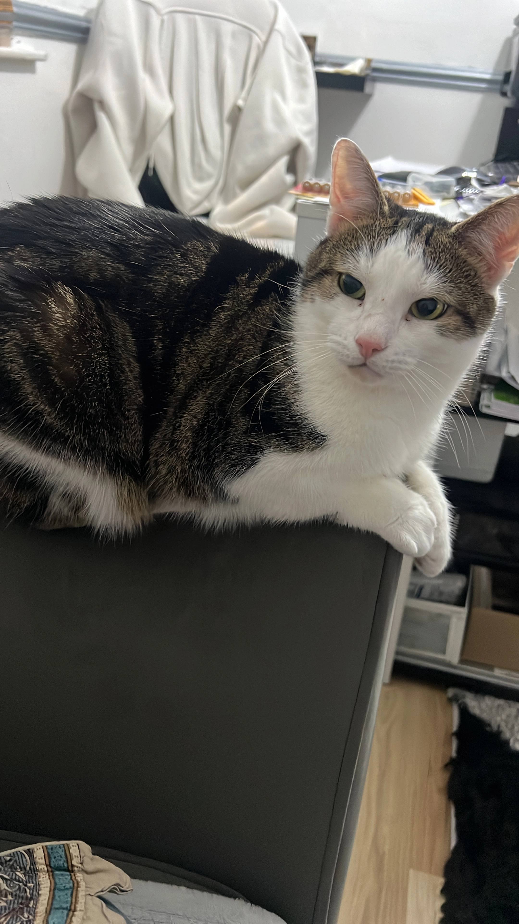 Tiger - 63 Leawood Road, Stoke-on-Trent