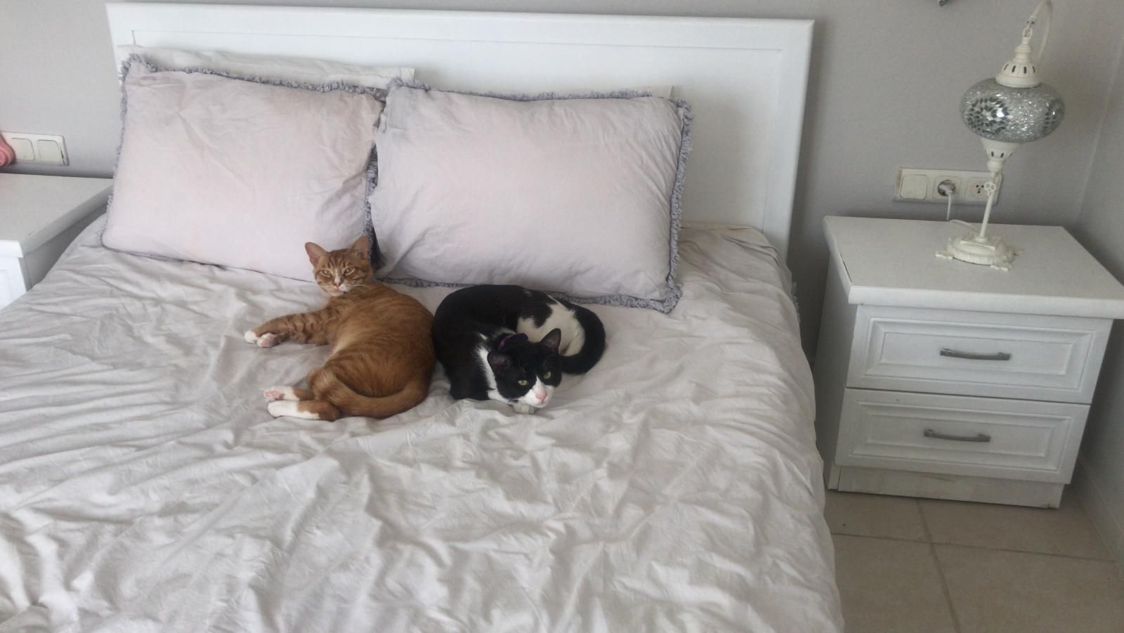 Daisy - Yıkdız Sokağı, Kuşadası