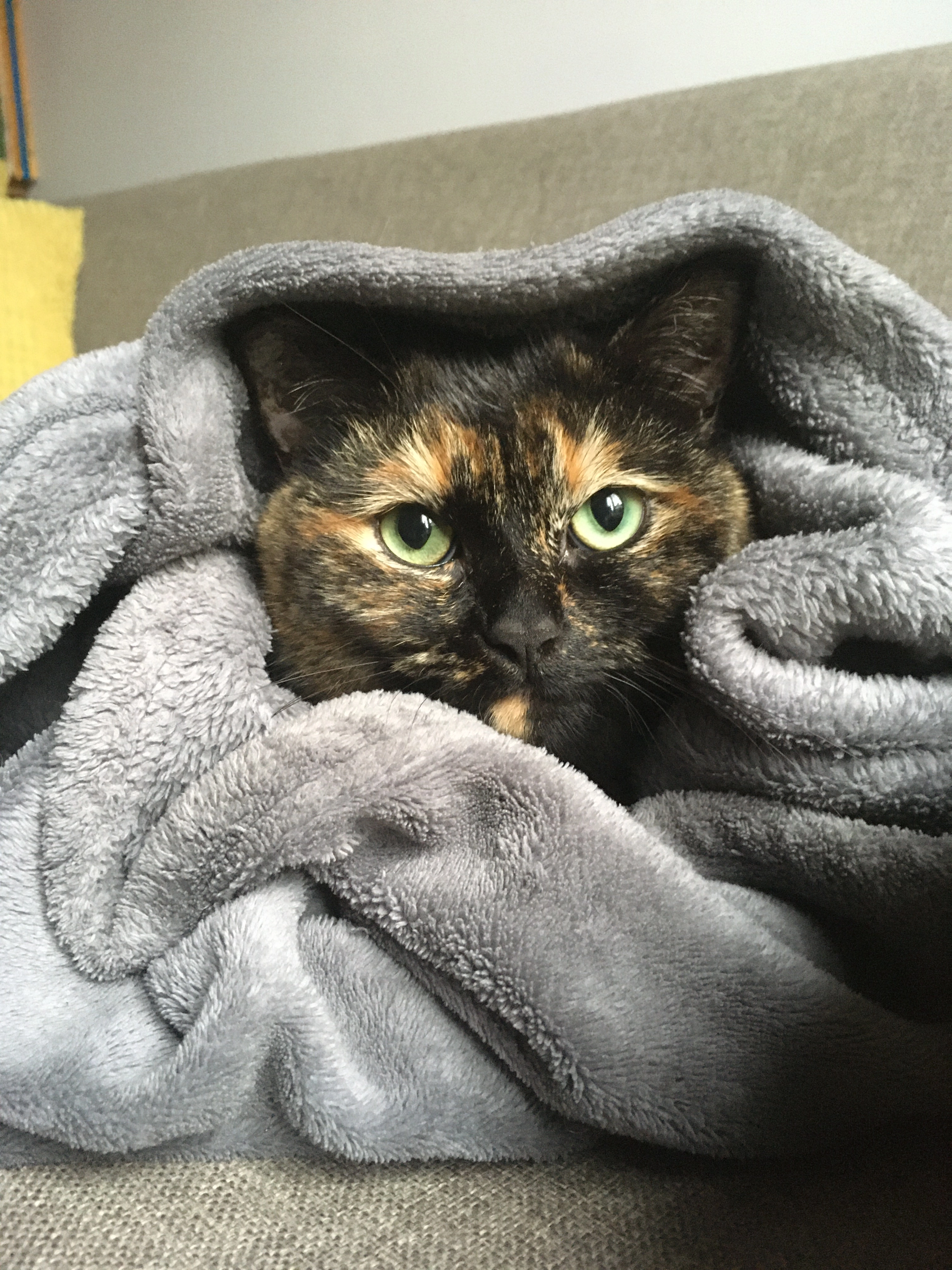 Plume - Avenue Théophile Briant, Saint-Malo