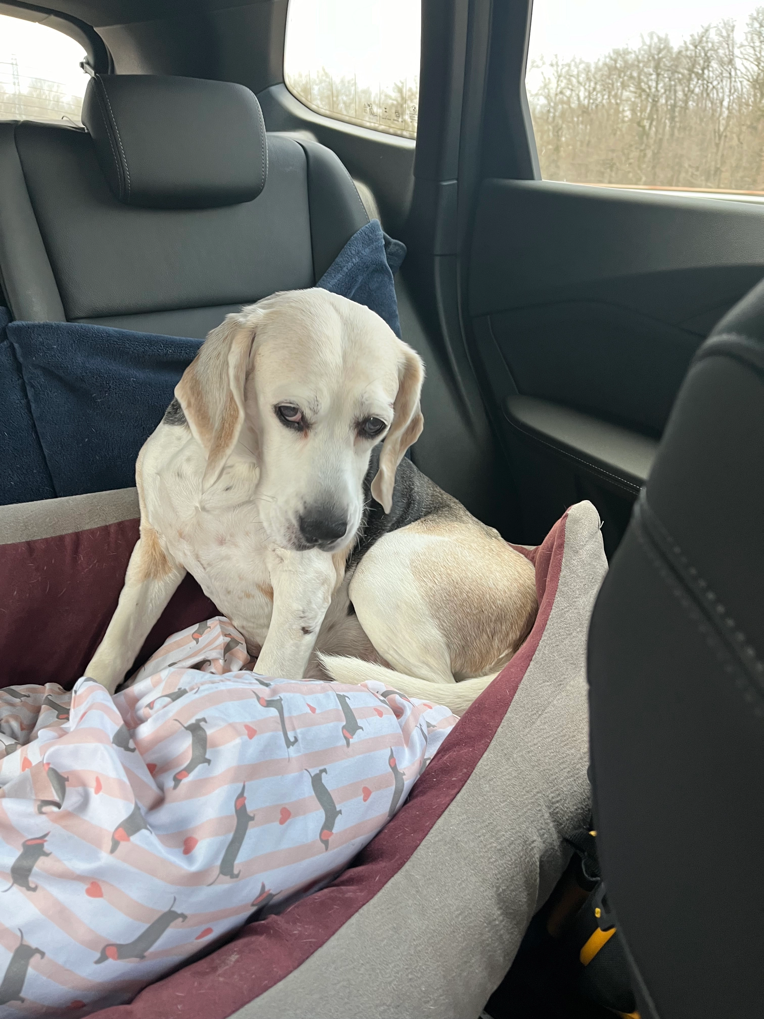 Happy  - 54 Impasse des Églantiers, Isneauville