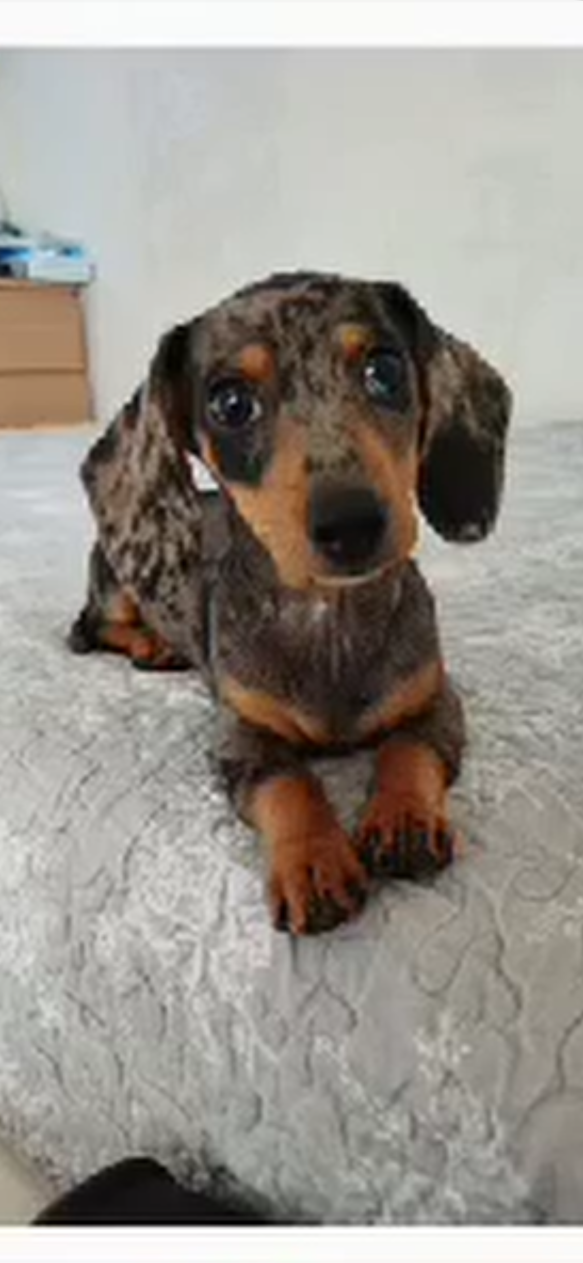 Fannika - Coniston Road, Twickenham