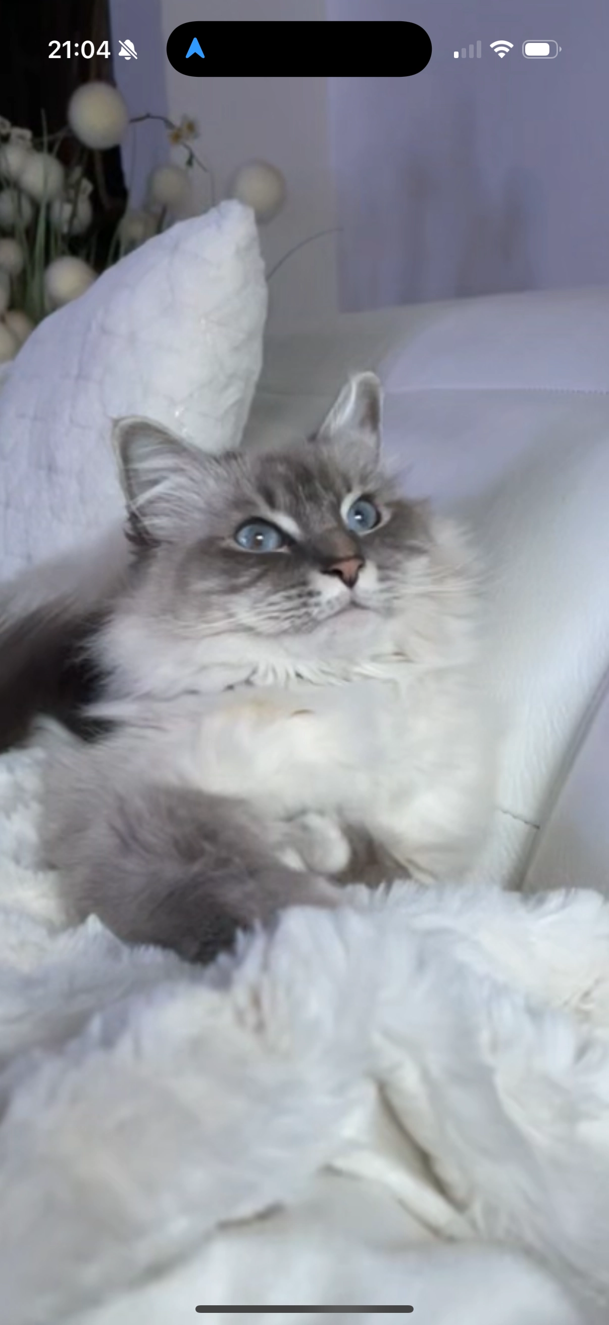 Simba - Rue d'Armentières 238, Comines