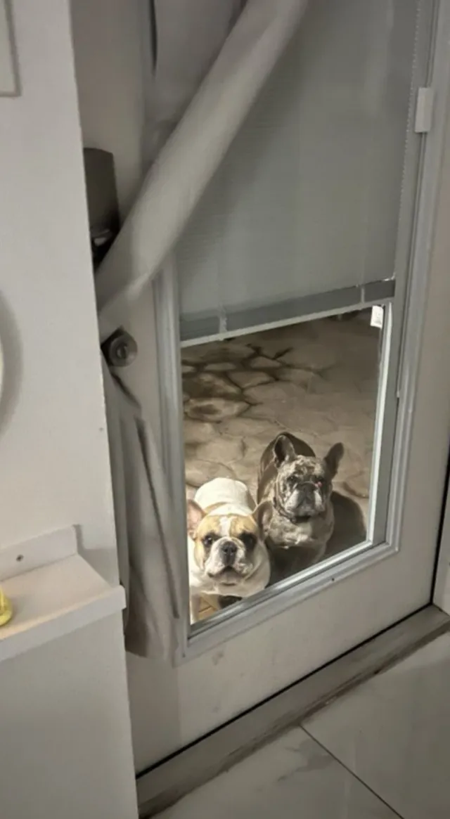 Nala and Bentley. 2 dogs - 11031 SW 156th St, Miami