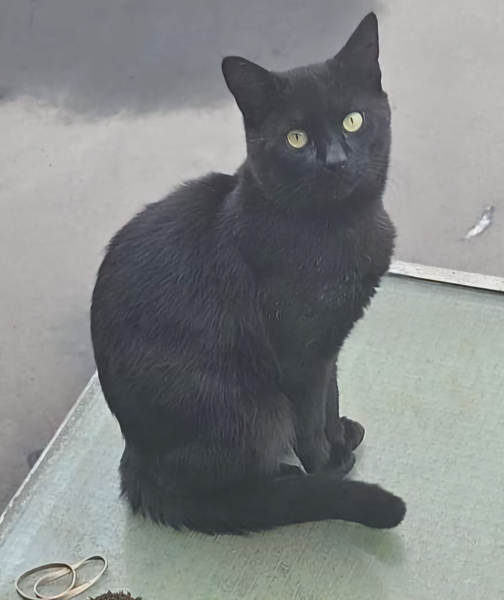 Midnight  - Gallowstree Lane, Newcastle-under-Lyme