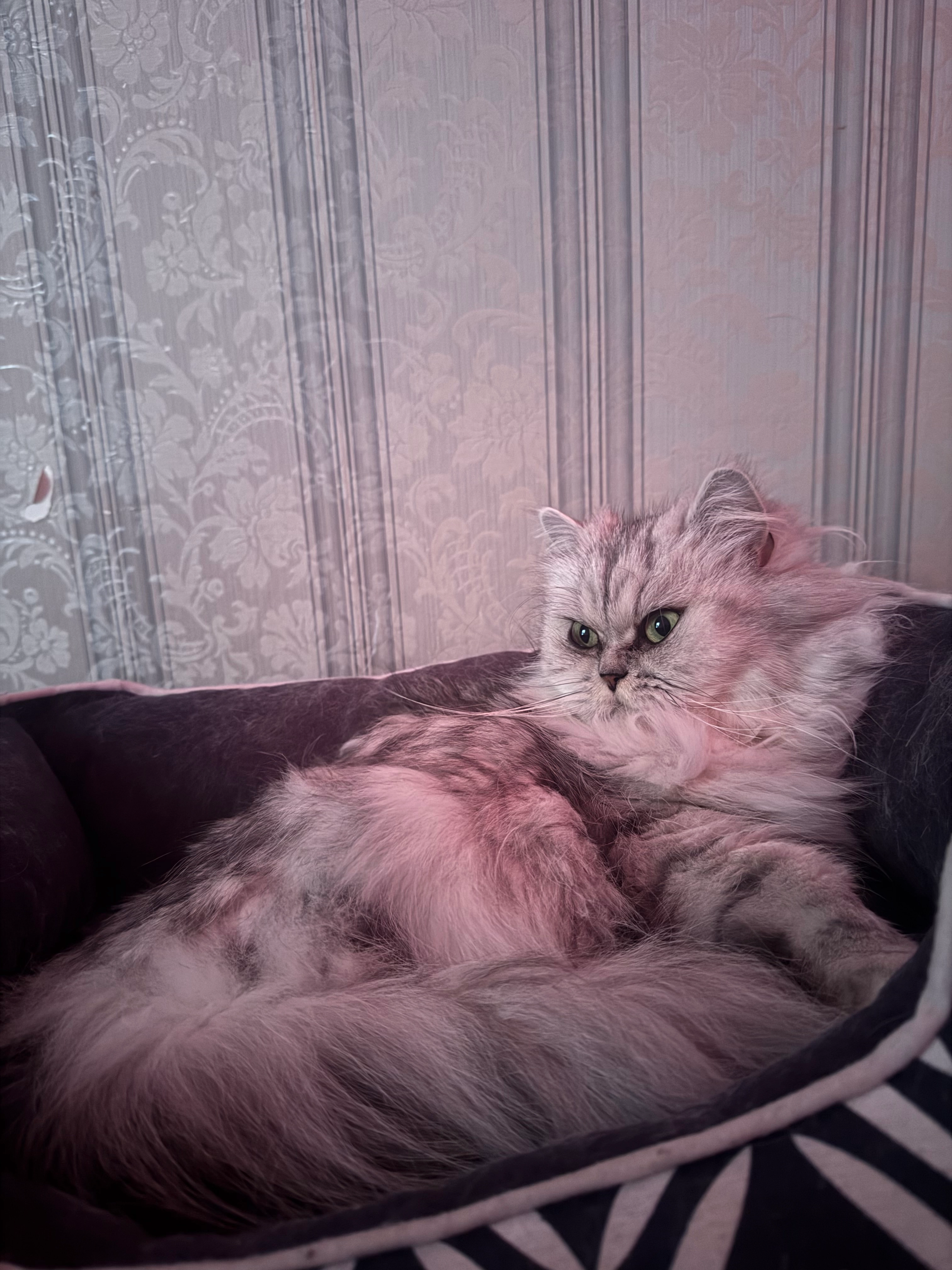 roxy - Saaleckplatz, Berlin