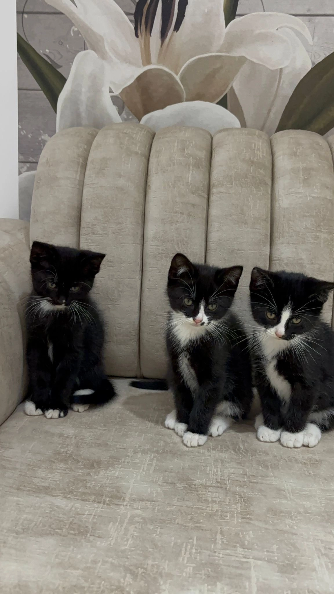 Bubi - 33699, Bielefeld