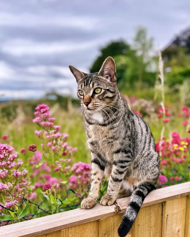 Ernie - Maple Drive, Stroud