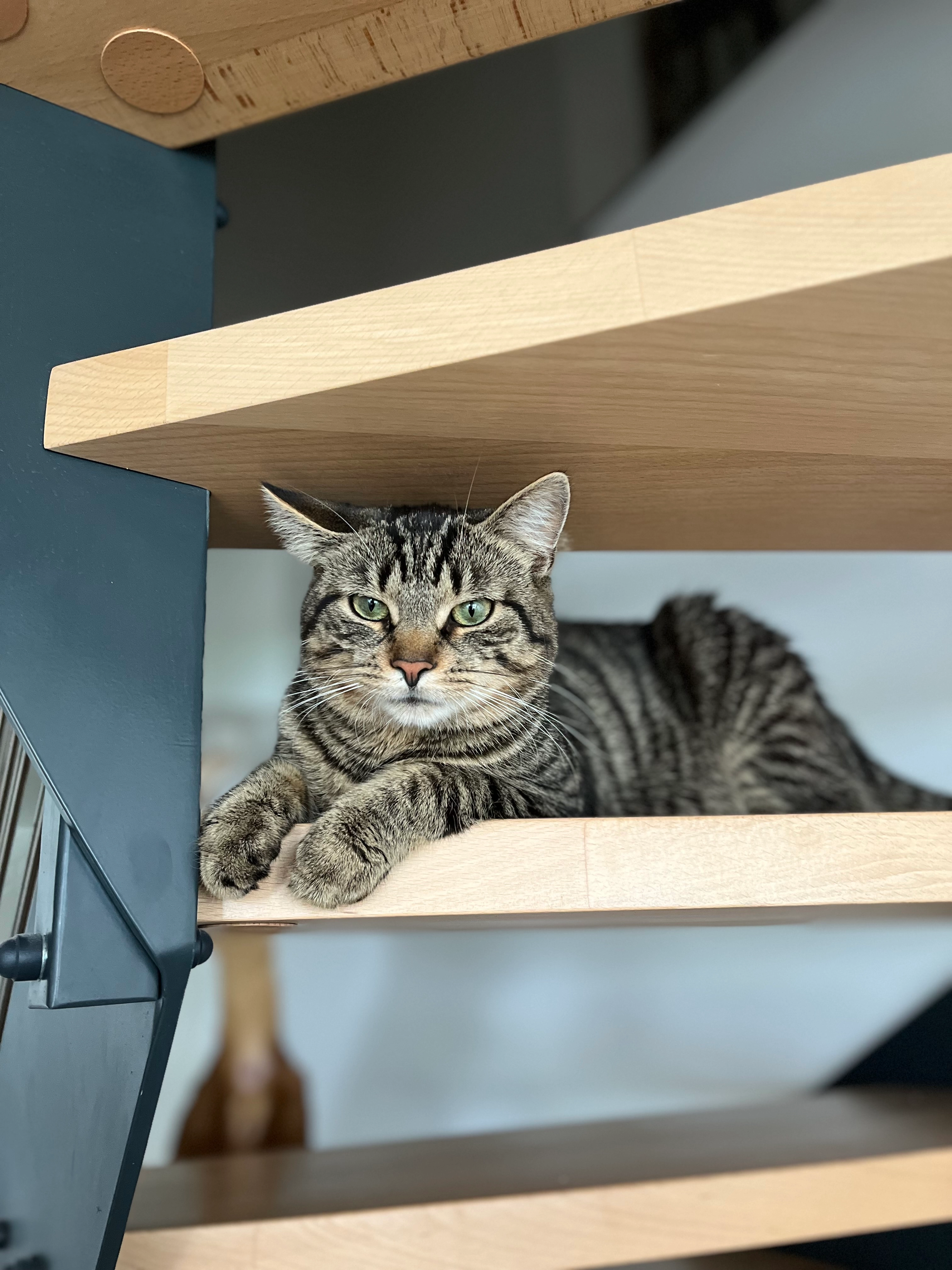 Charlie  - Sondershäuser Straße, Erfurt