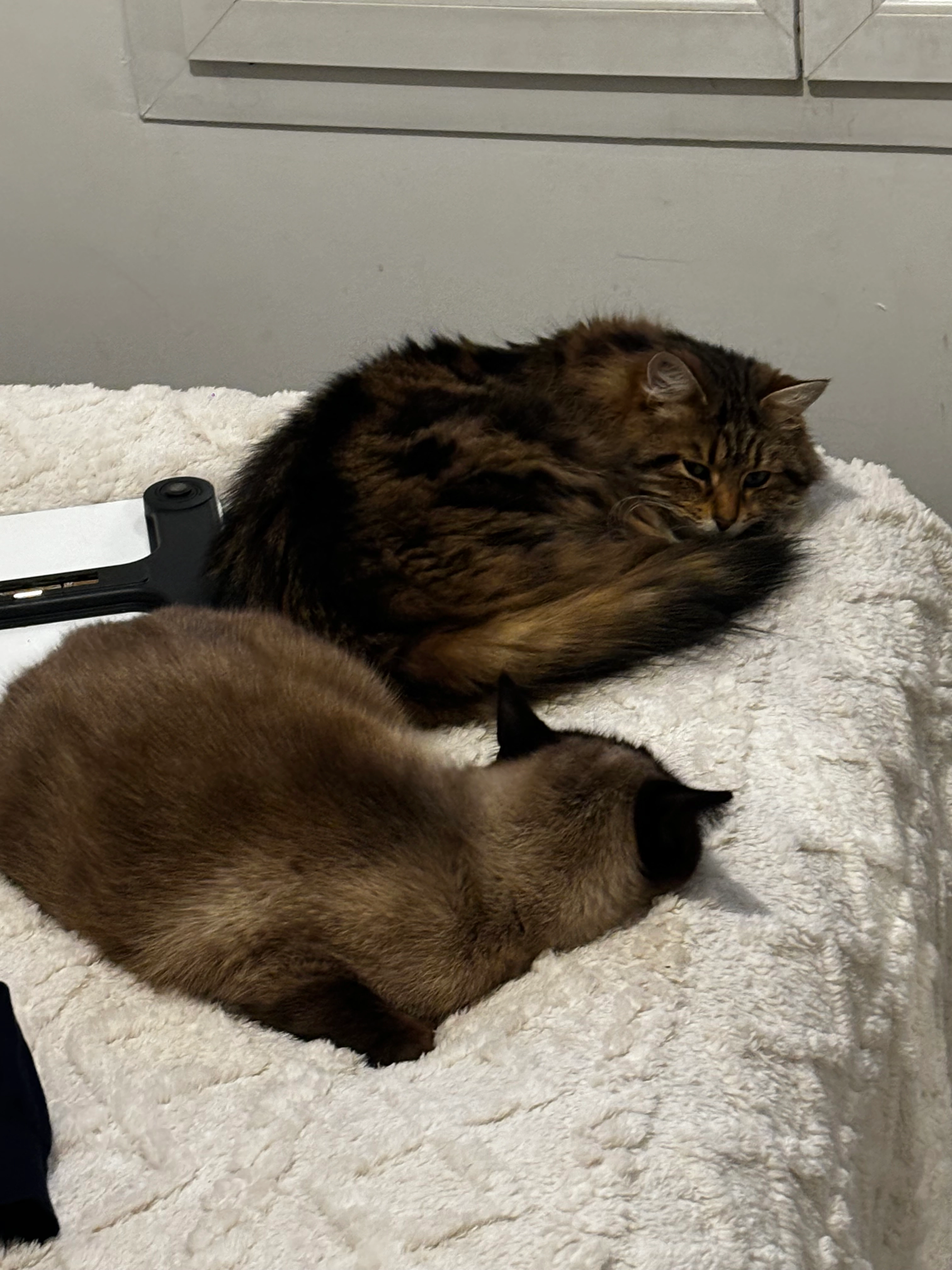 Opium - Rue Du Jeu De Paume, Noisy-sur-École