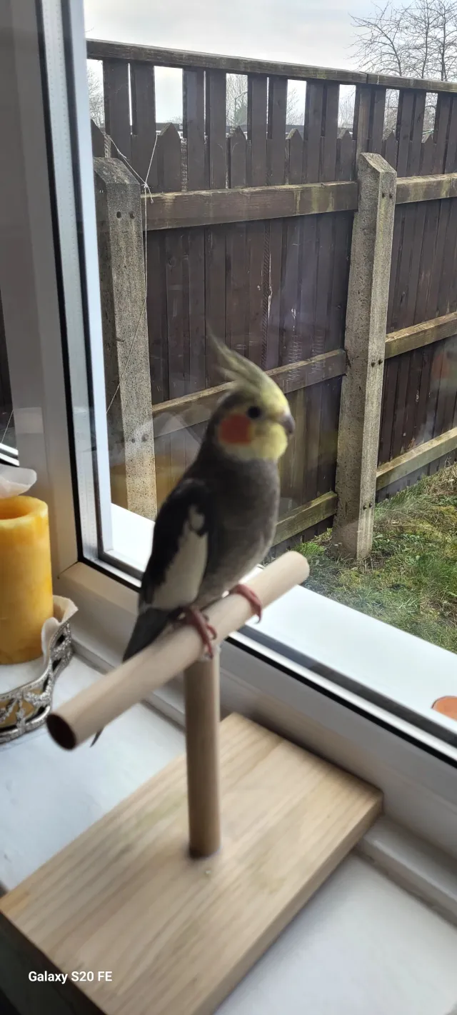 pistachio  - Abbotsford Drive, Nottingham