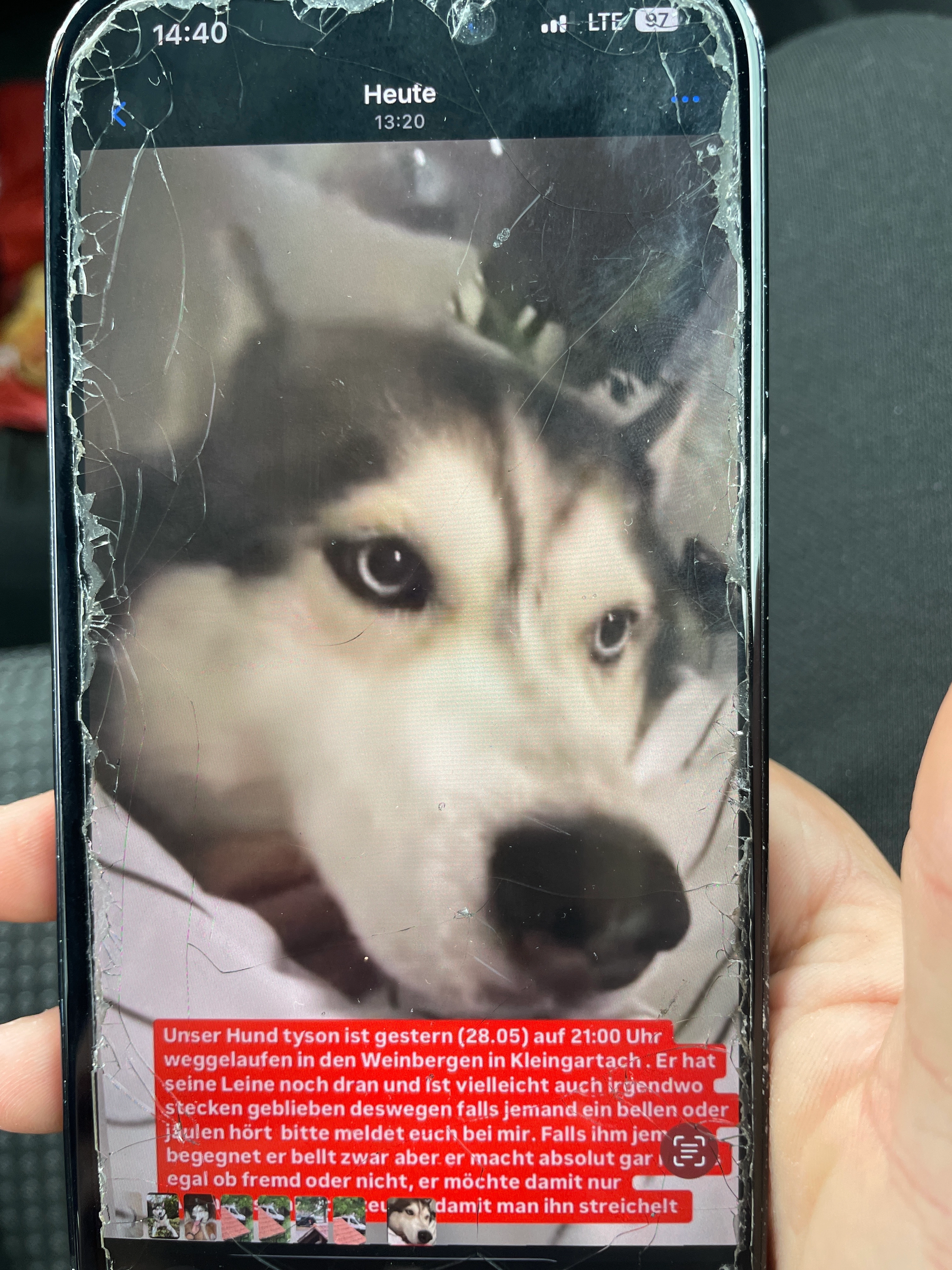 Tyson  - Im Gemminger Feld, Eppingen