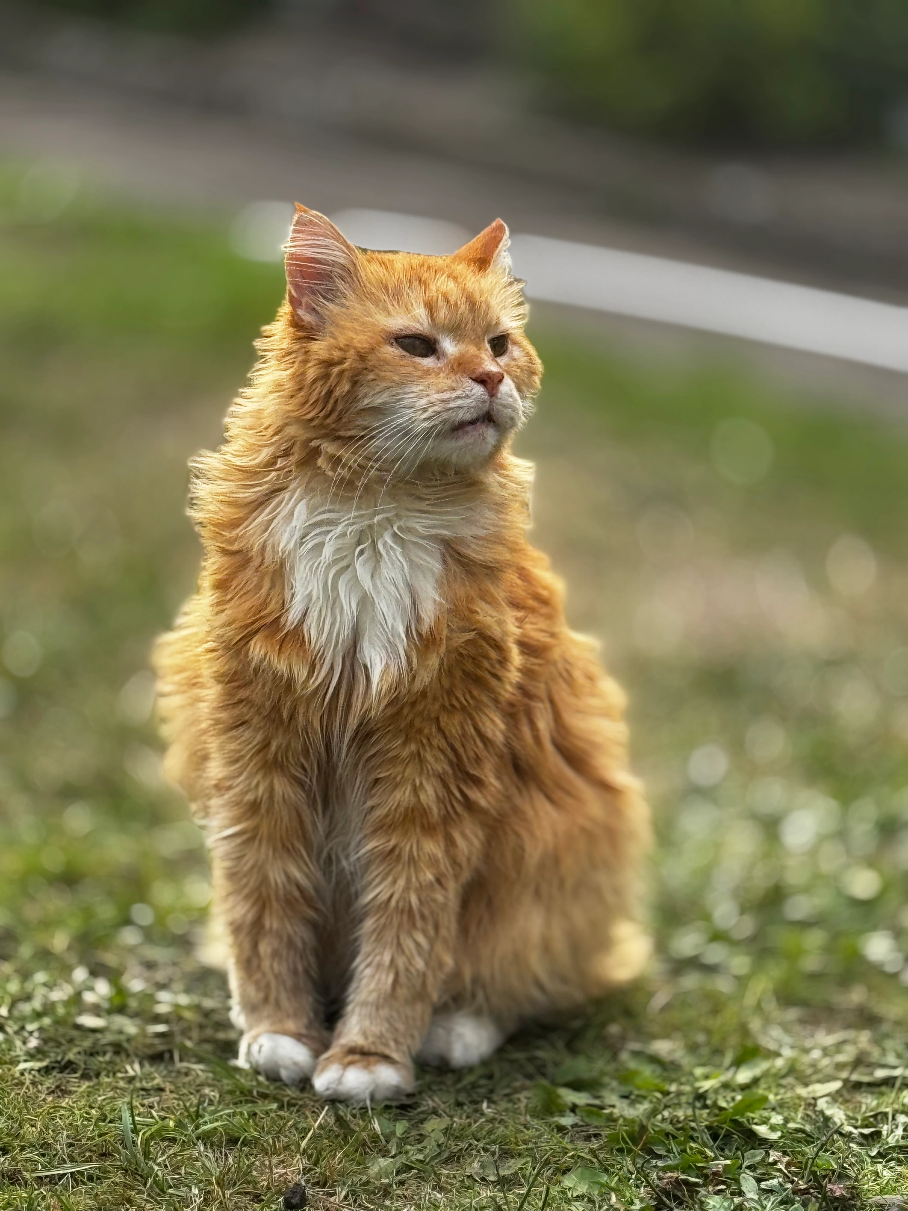 Persik - Narzissenweg, Gütersloh