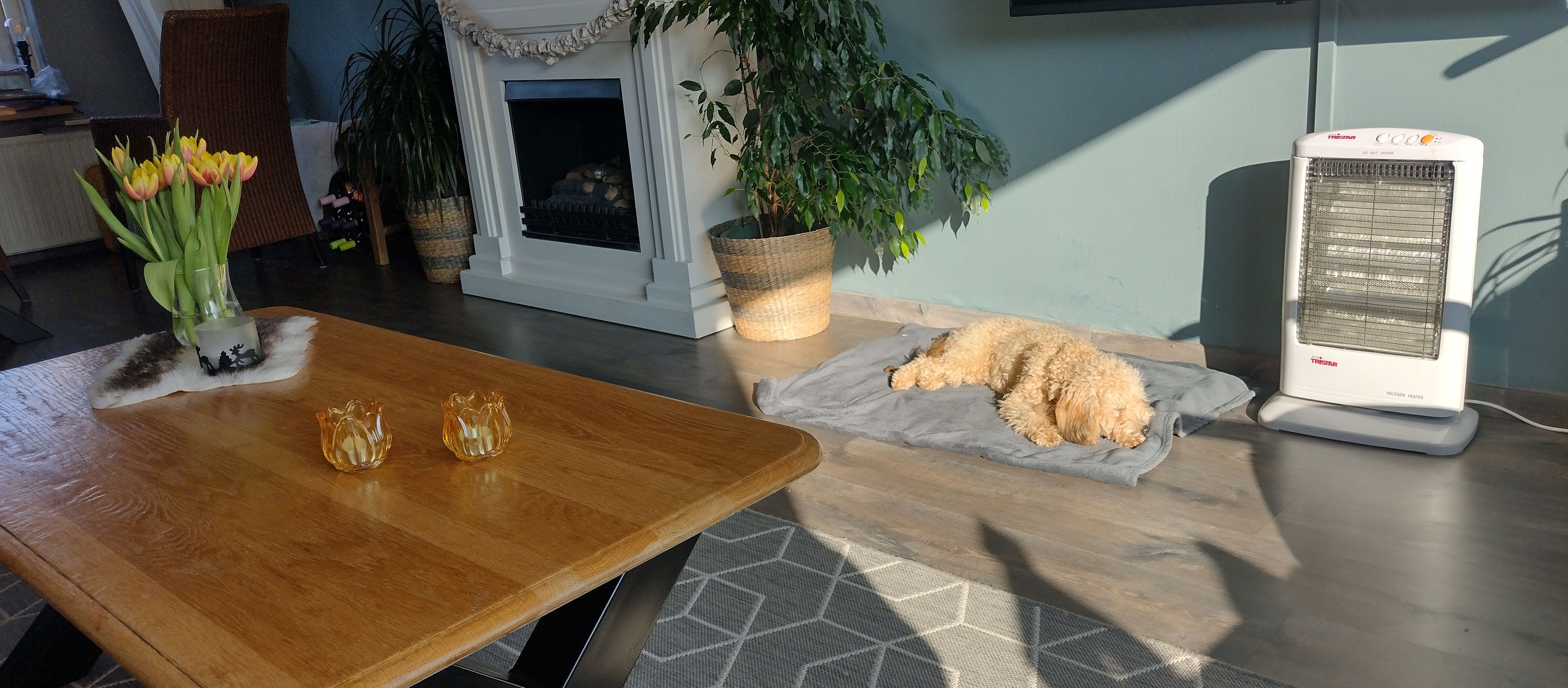 Hond puppy, labradoodle, beige,  - Ijsselstraat, Hattem