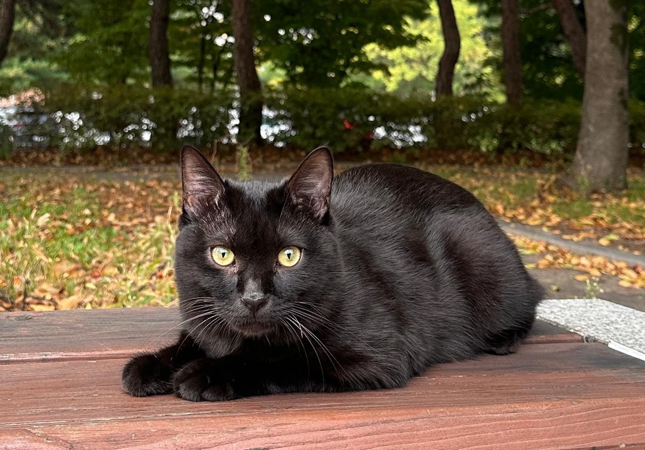 Abdu - 삼풍로5길 25, 경산시