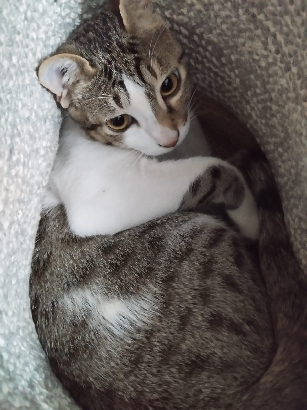 Bubble - Sohna Road, Badshahpur