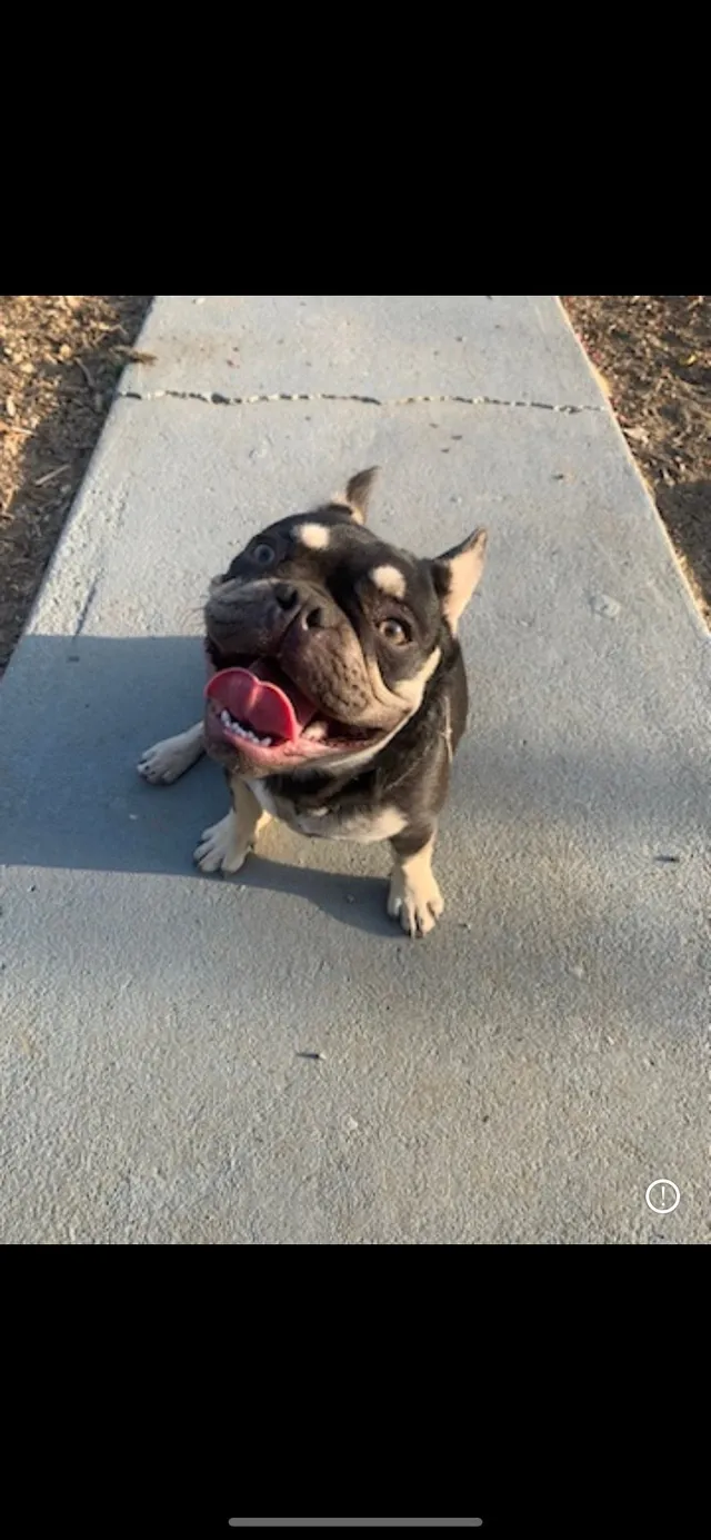 Fester - 8608 Alder Ave, Fontana