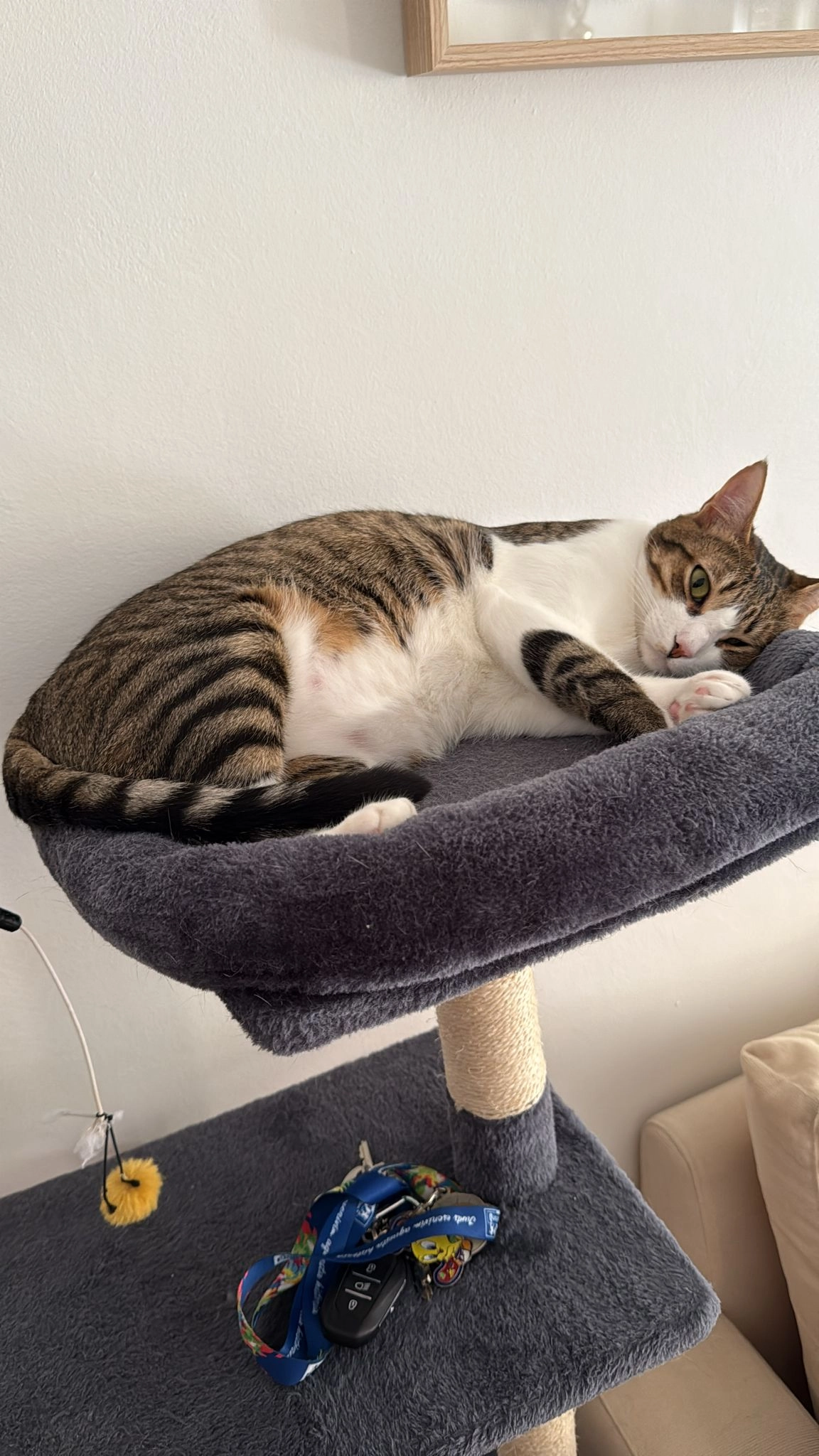 Milo - Cl Riera Buganto-Palau Sacos, Girona