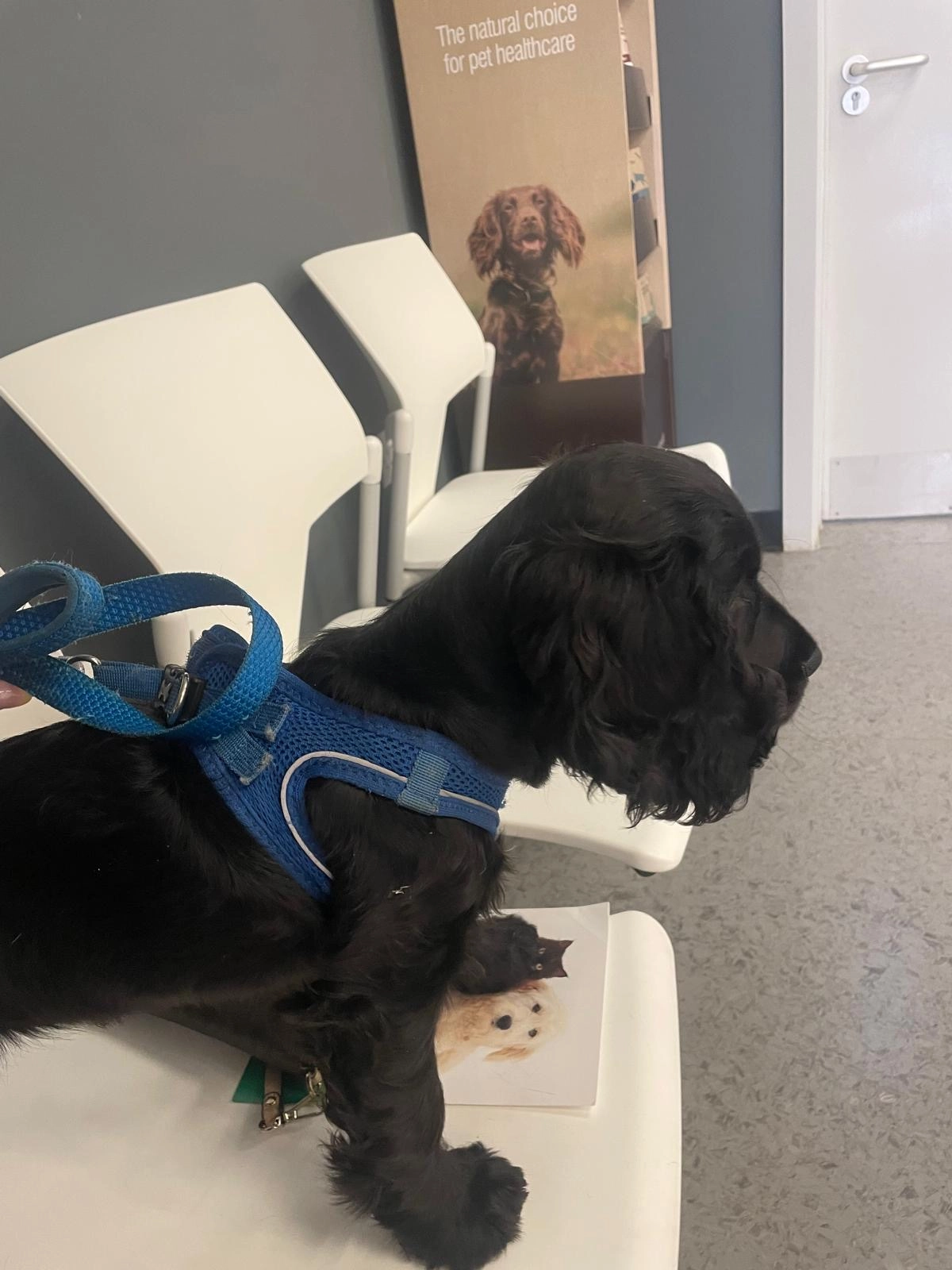 Rocky - Ashby Road, Coalville