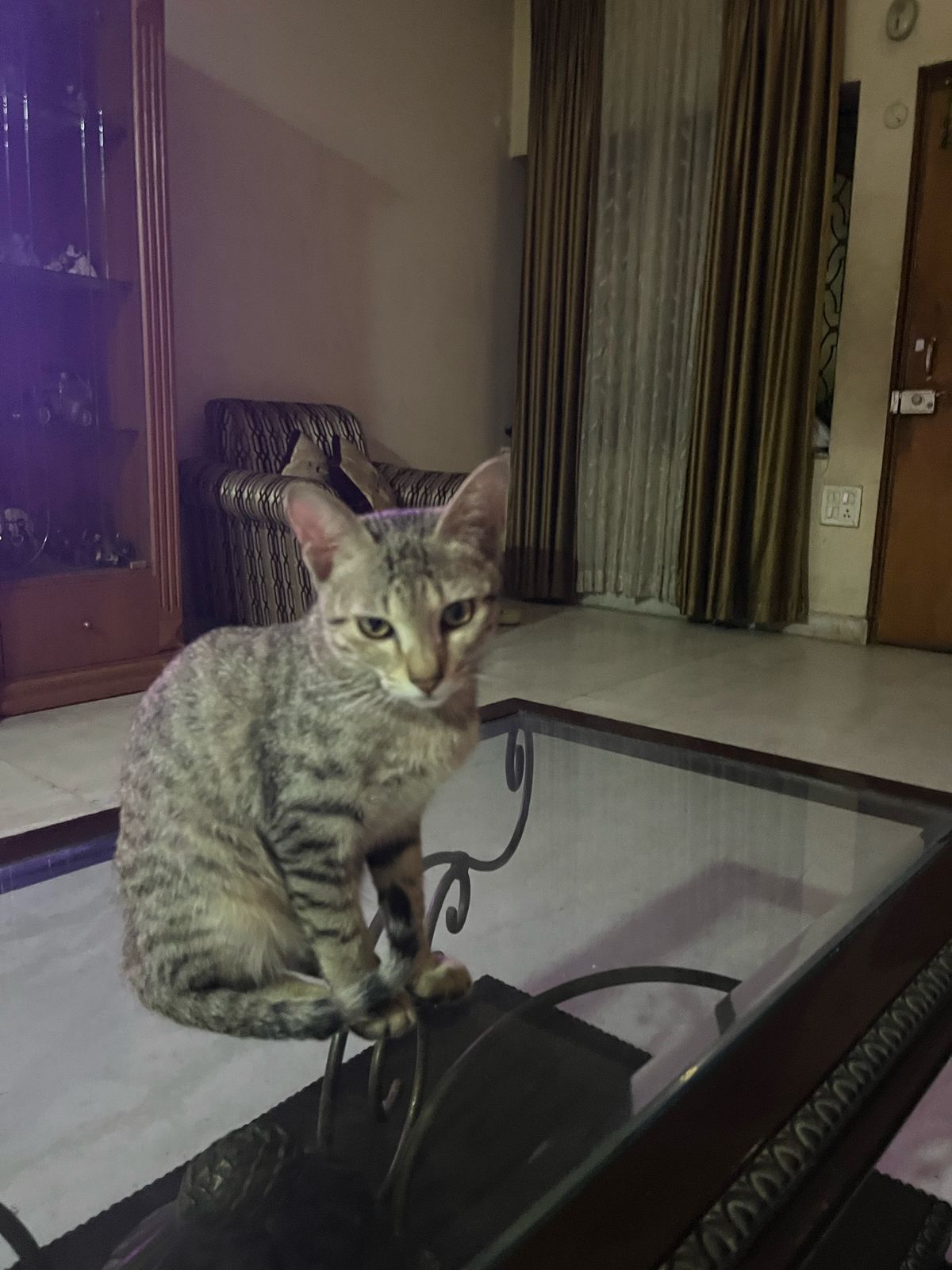 Mia - New Mla Quarters Road, Hyderabad