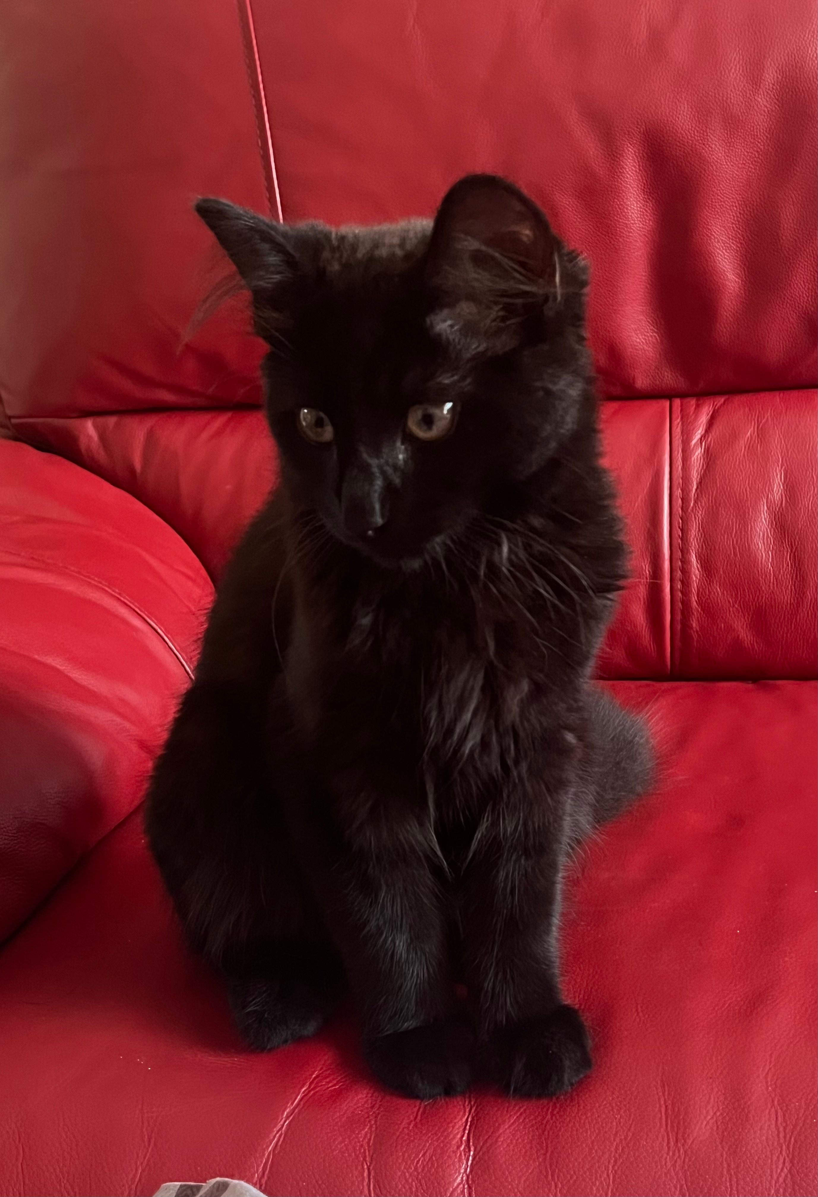 cookie - Lillian Road, Ramsgate