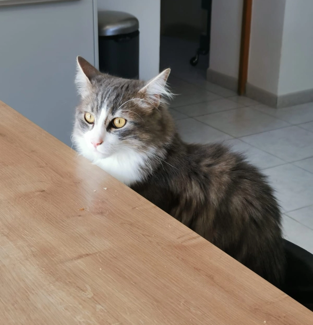 Kira - Route Des Pelonnes, Livron-sur-Drôme