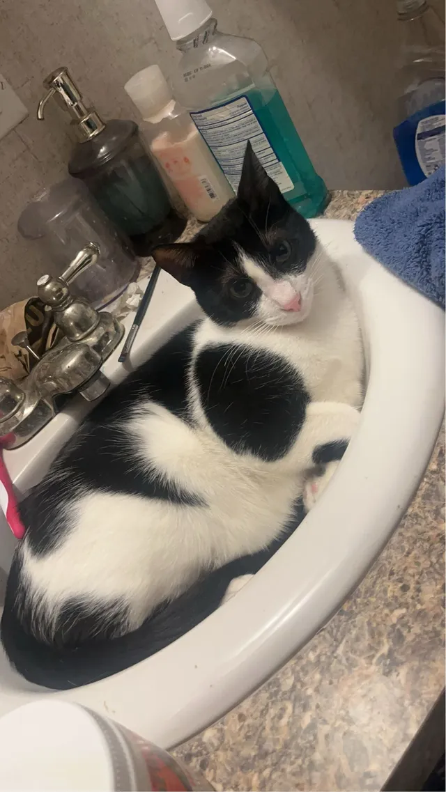 Oreo - 29936 Windsor Ct, Novi