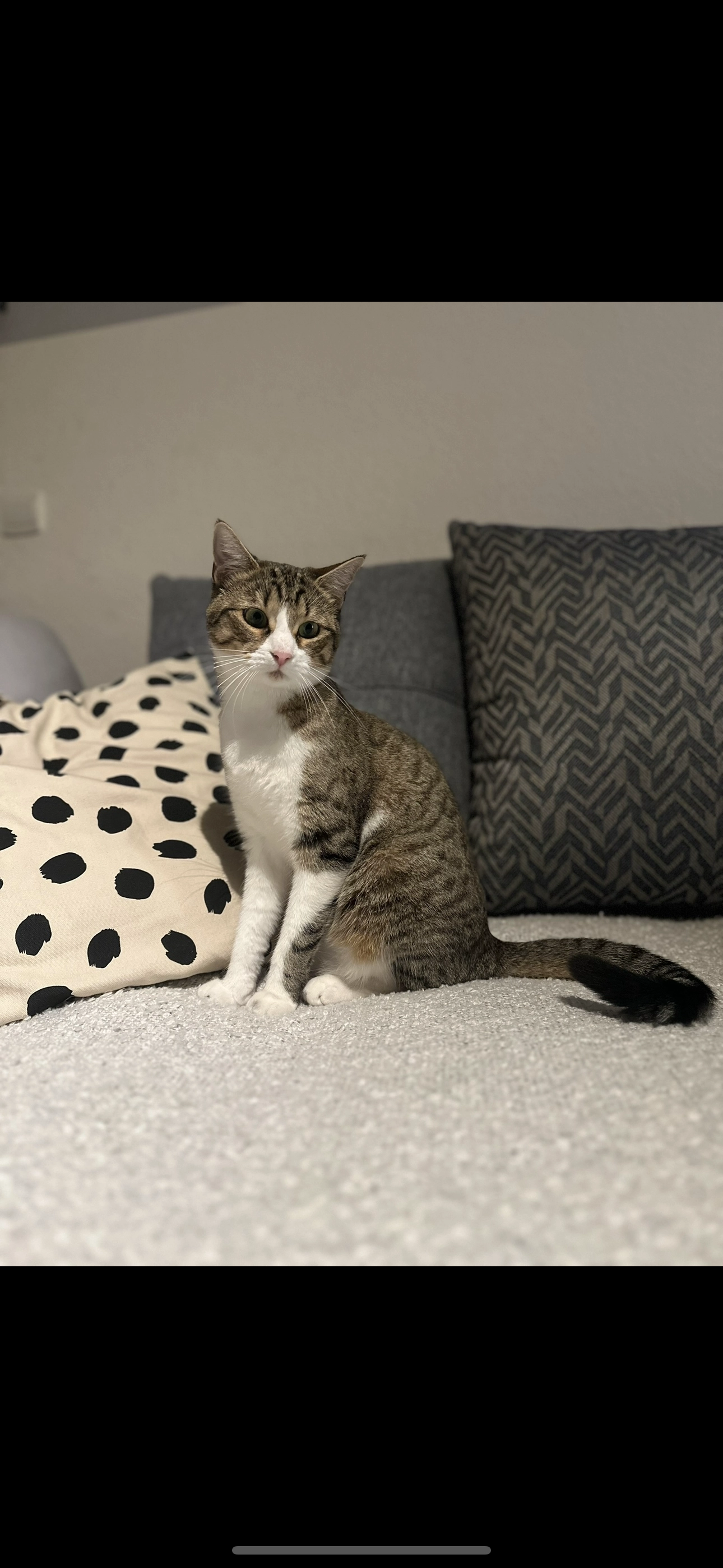 Tartine - 39 Rue Paussifile, Limoux