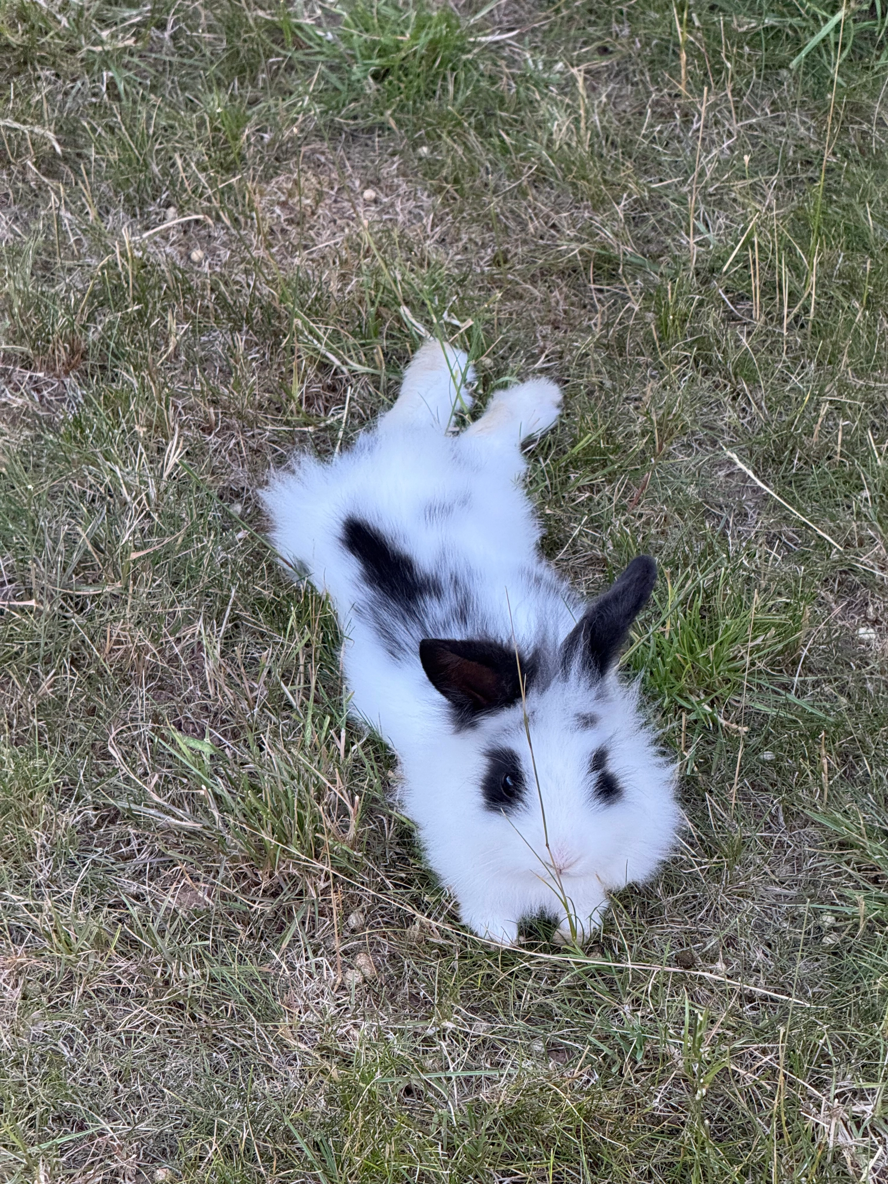 Rabbit, Lilly - Apley Road, Gloucester