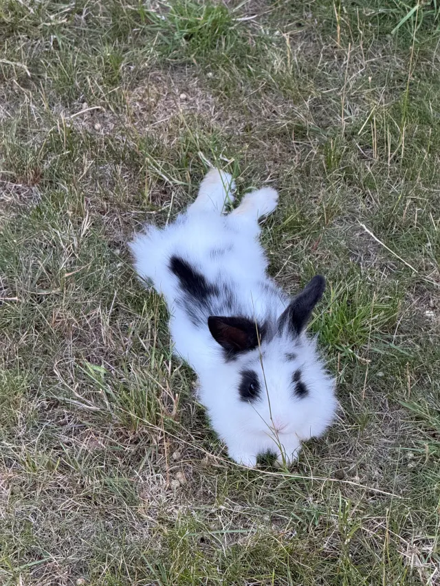 Rabbit, Lilly - Apley Road, Gloucester