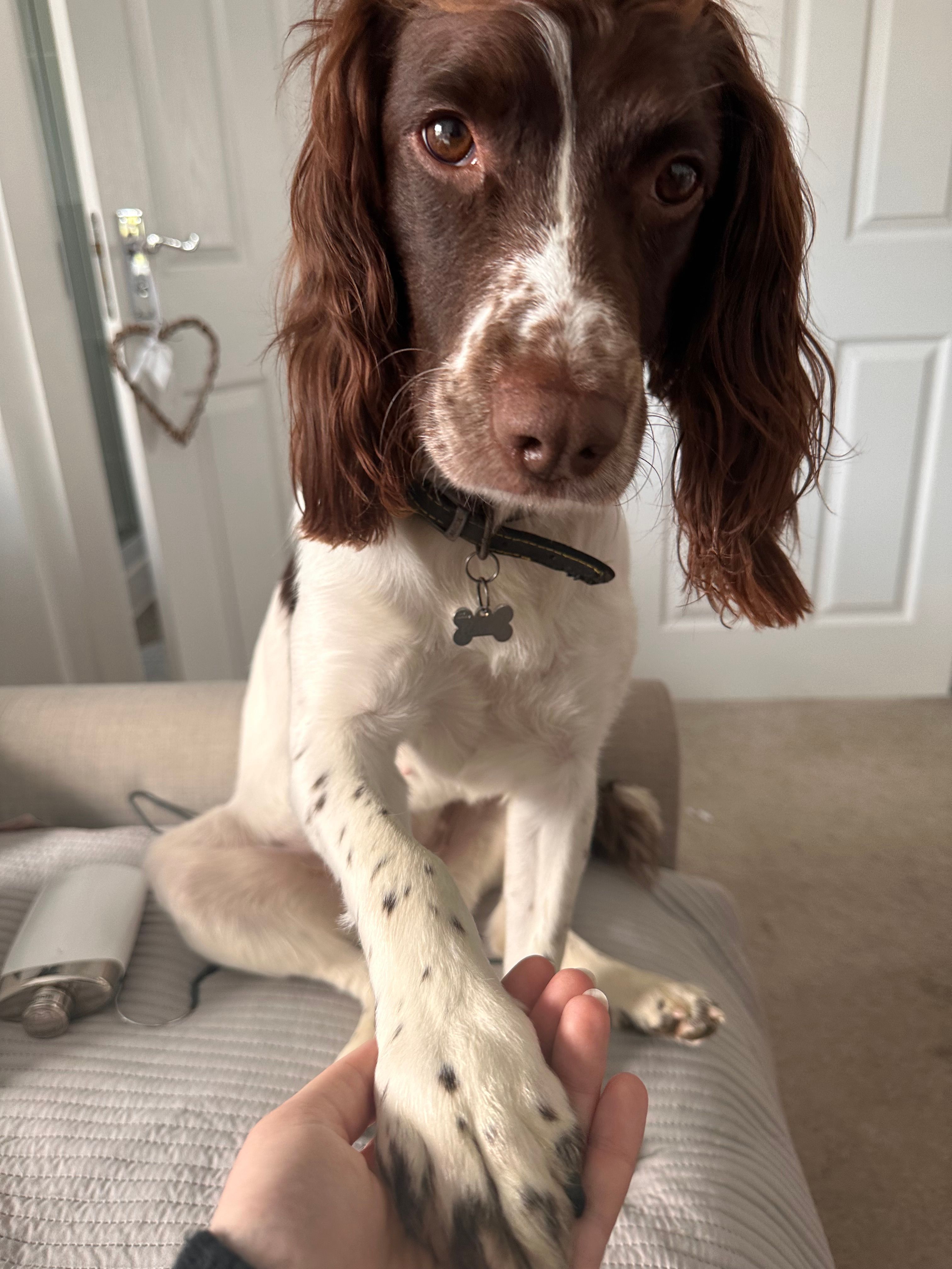 Nelly  - Trelaske Lane, Looe