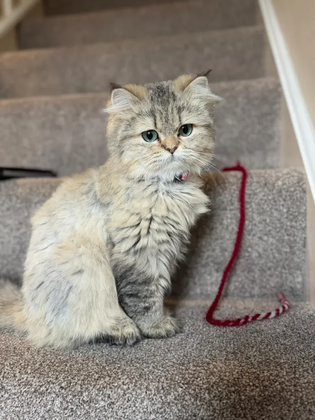 Molly - Edith New Close, Swindon