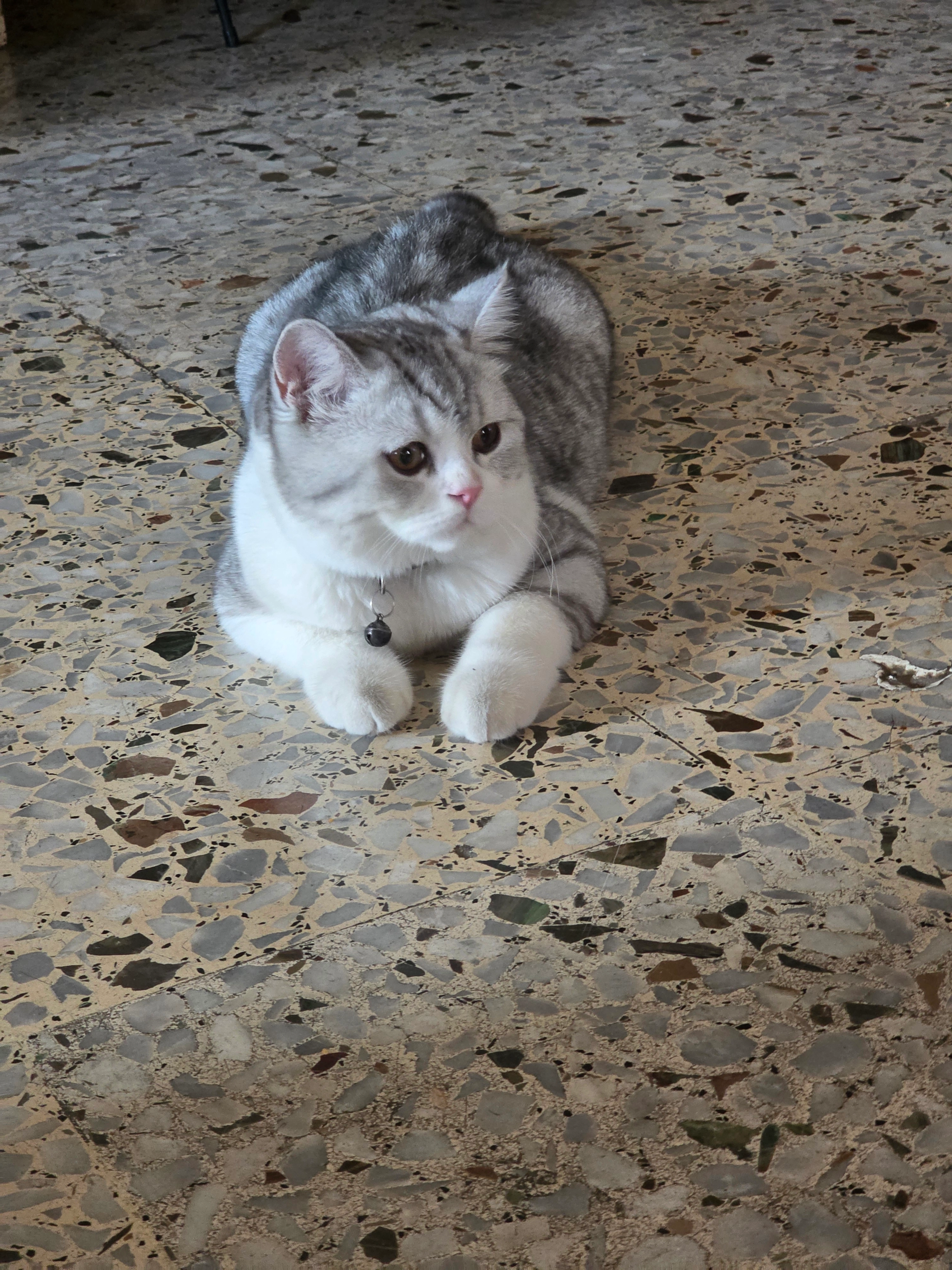 Cookie - Bhamdoun ed Daiaa Street, Baalchmay