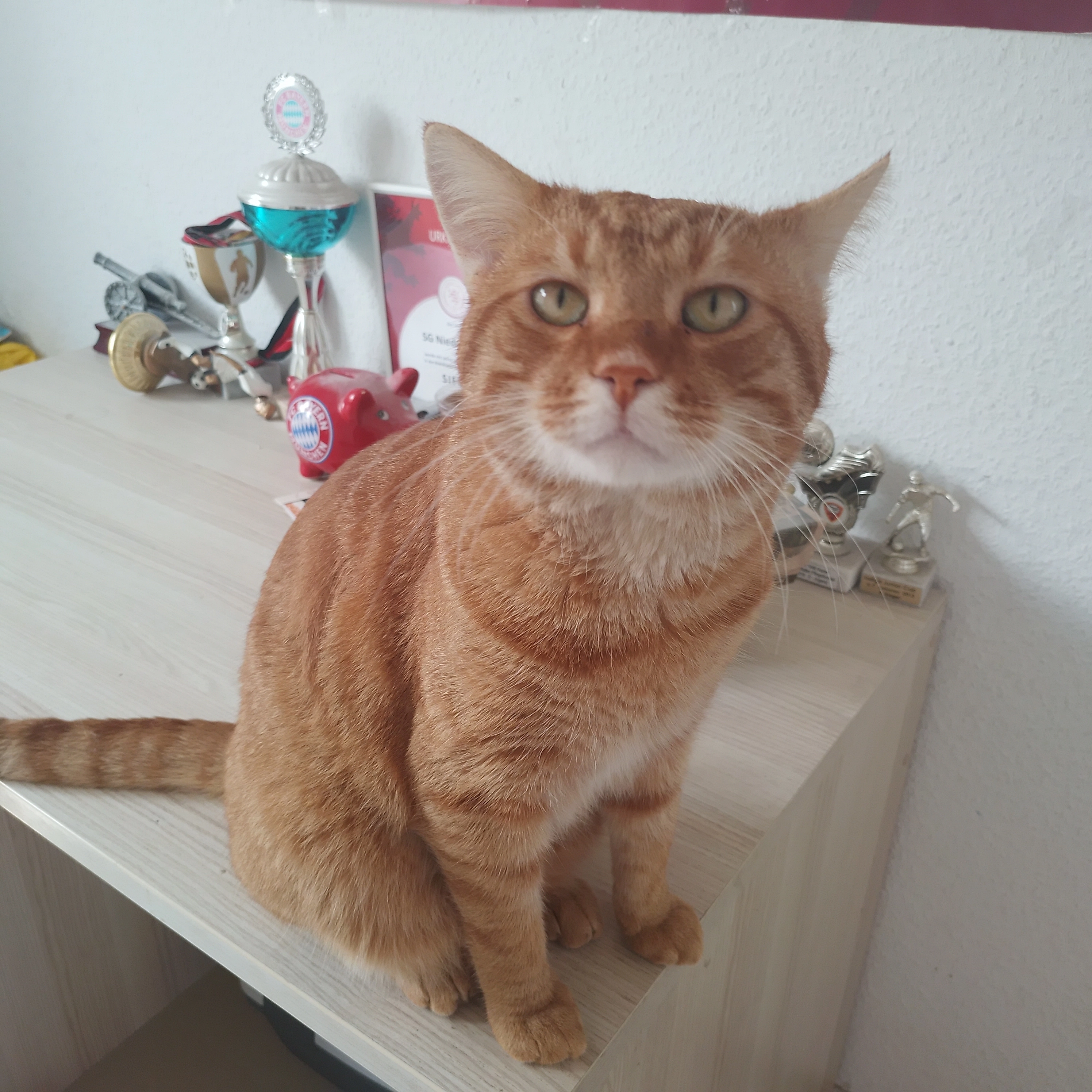 Bueno  - Hindemithstraße, Mühlheim am Main