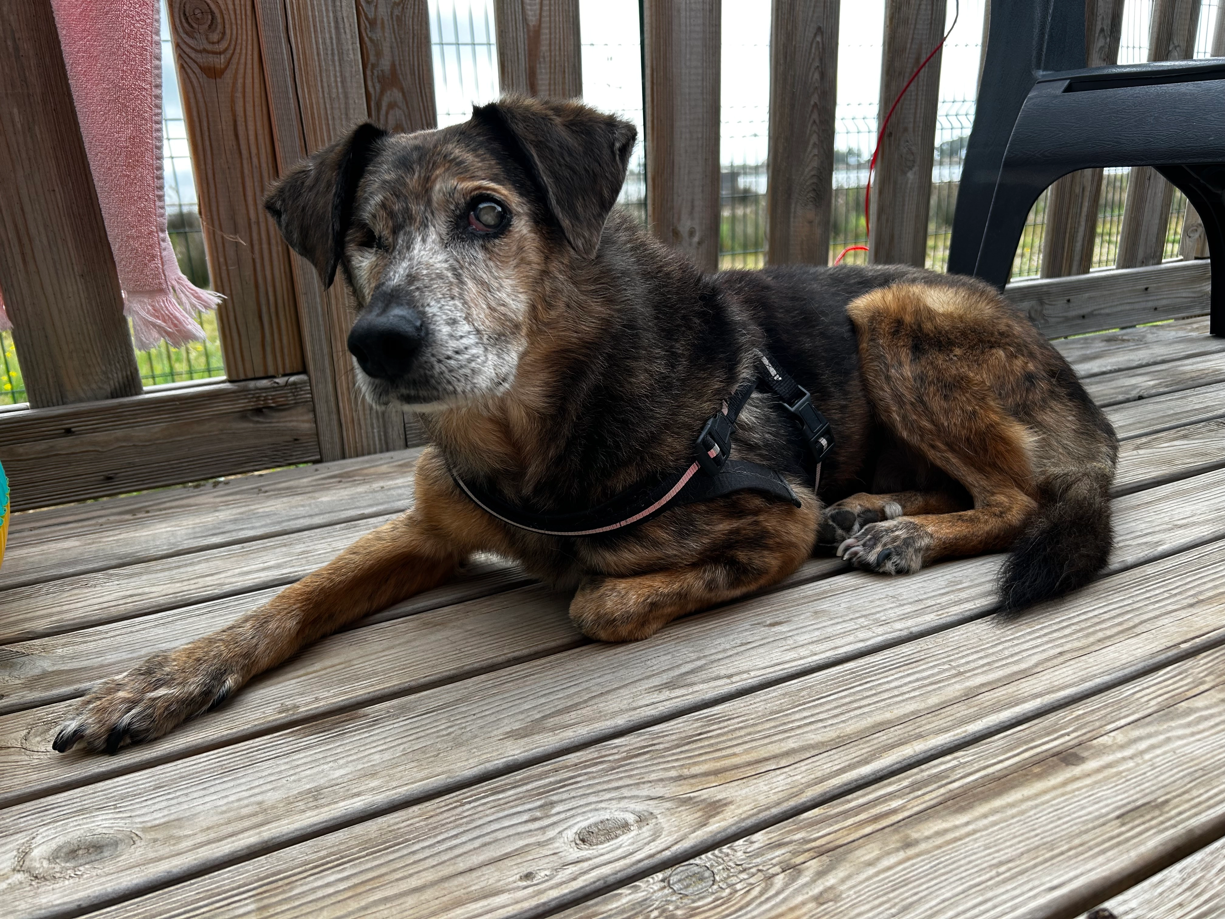 Gipsy - D 332, Gruissan