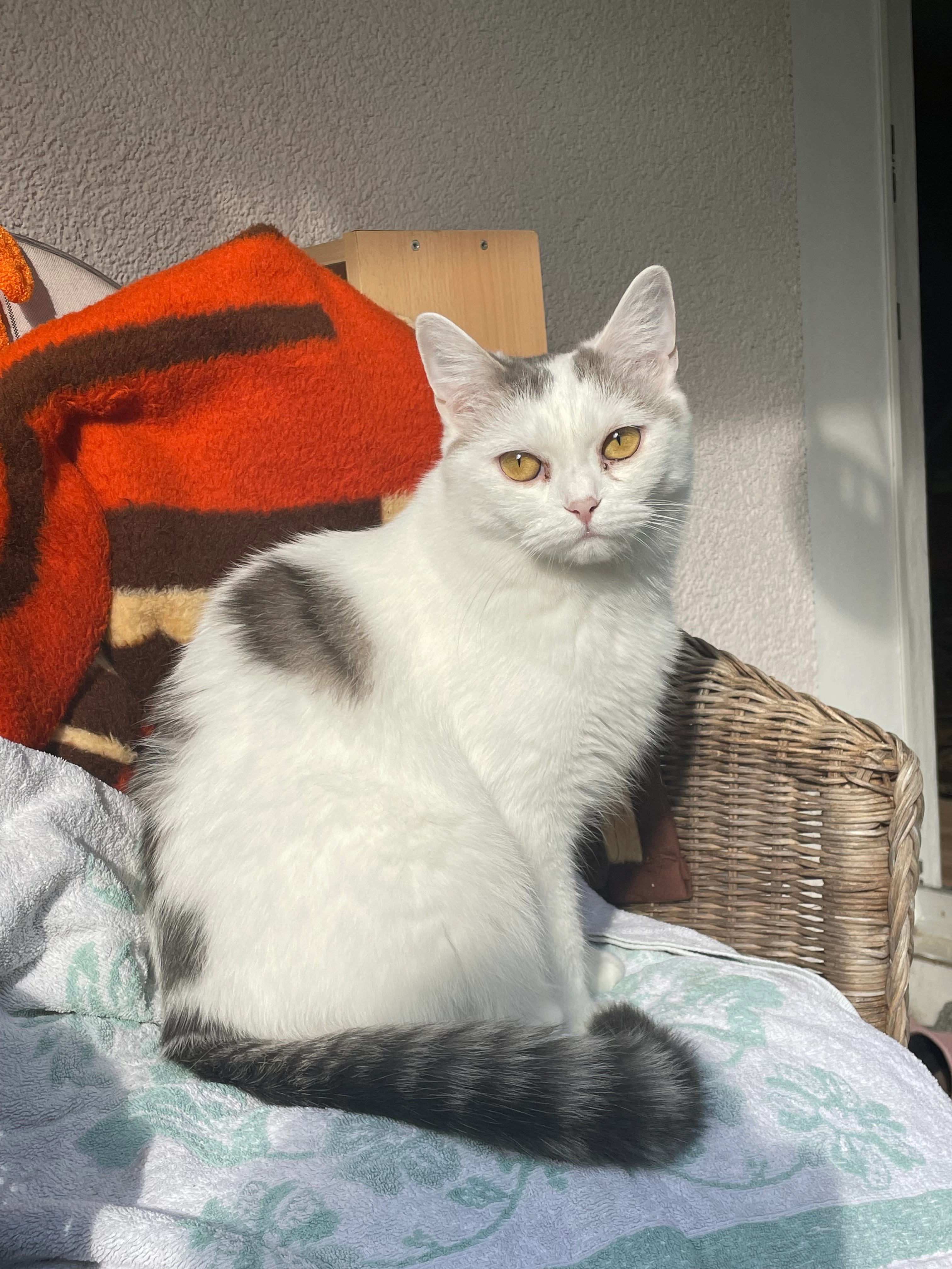 Nala - Wilhelm-Leuschner-Straße, Bielefeld