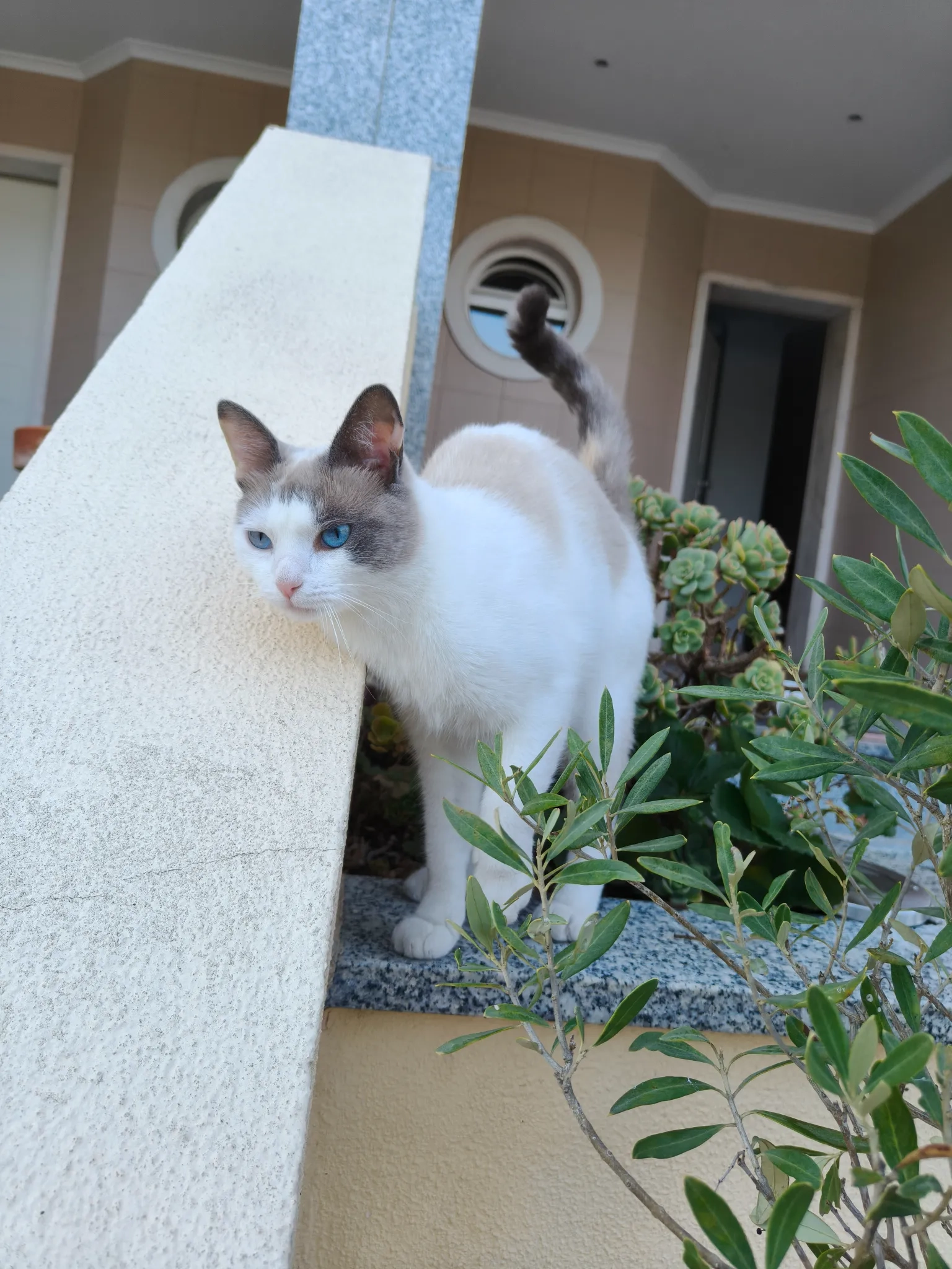 Suzie - Rua Cidade de Bragança 43, União das Freguesias de Charneca de Caparica e Sobreda