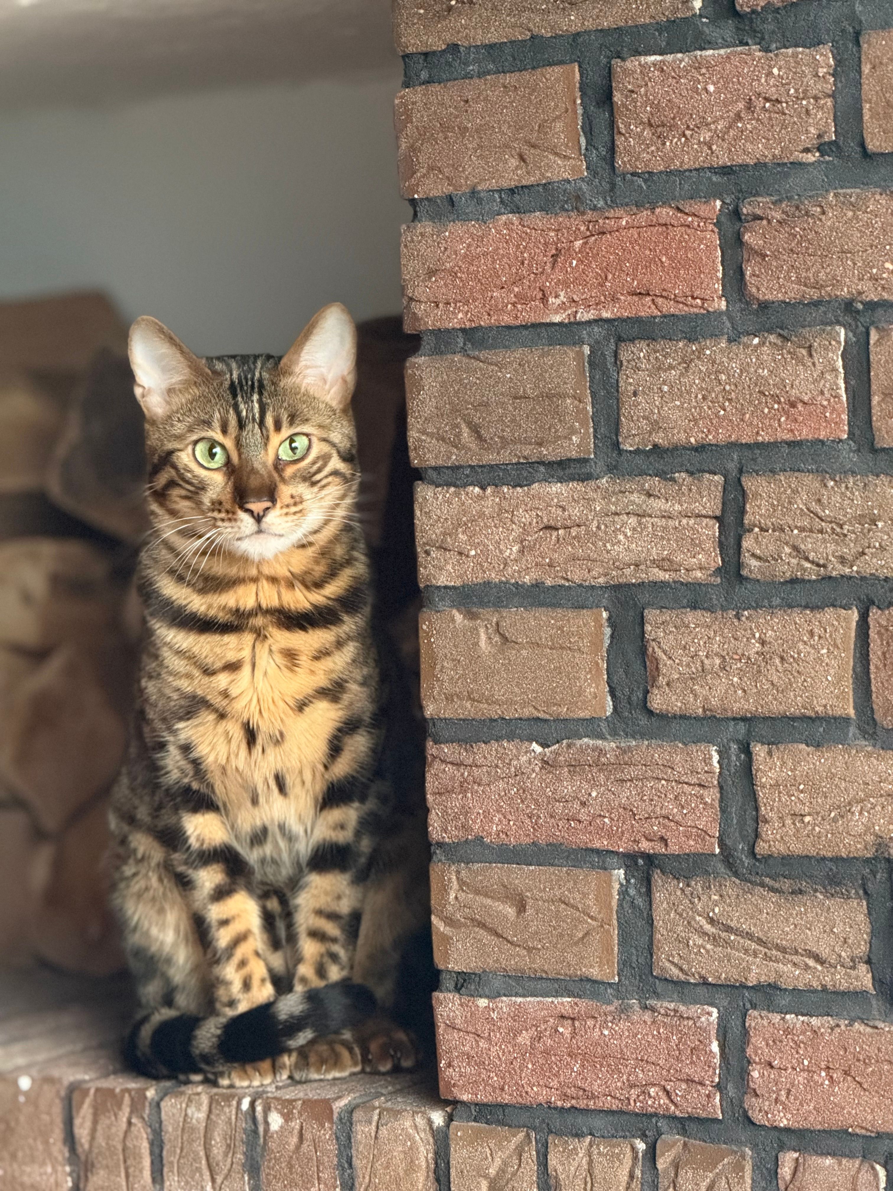 Baghira - Wilkostraße, Wilhelmshaven