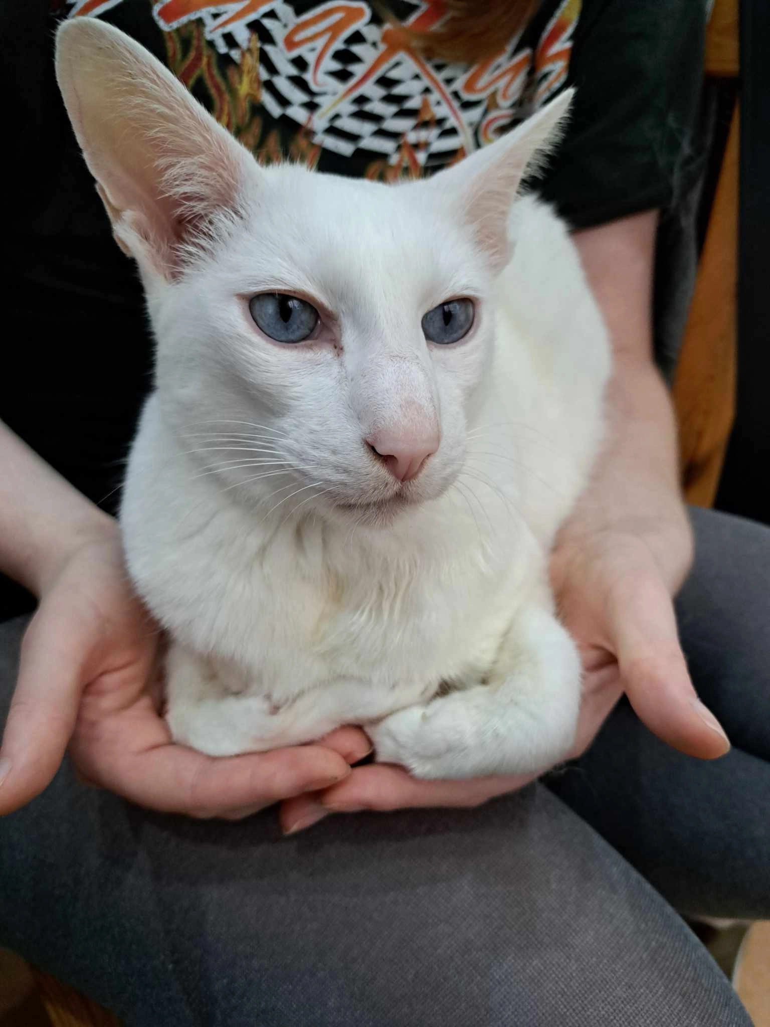 Pip - Salisbury Road, Lowestoft