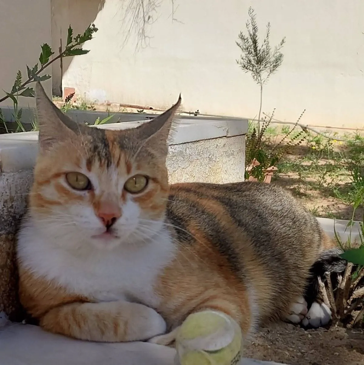 Guapa - طو1, صفاقس