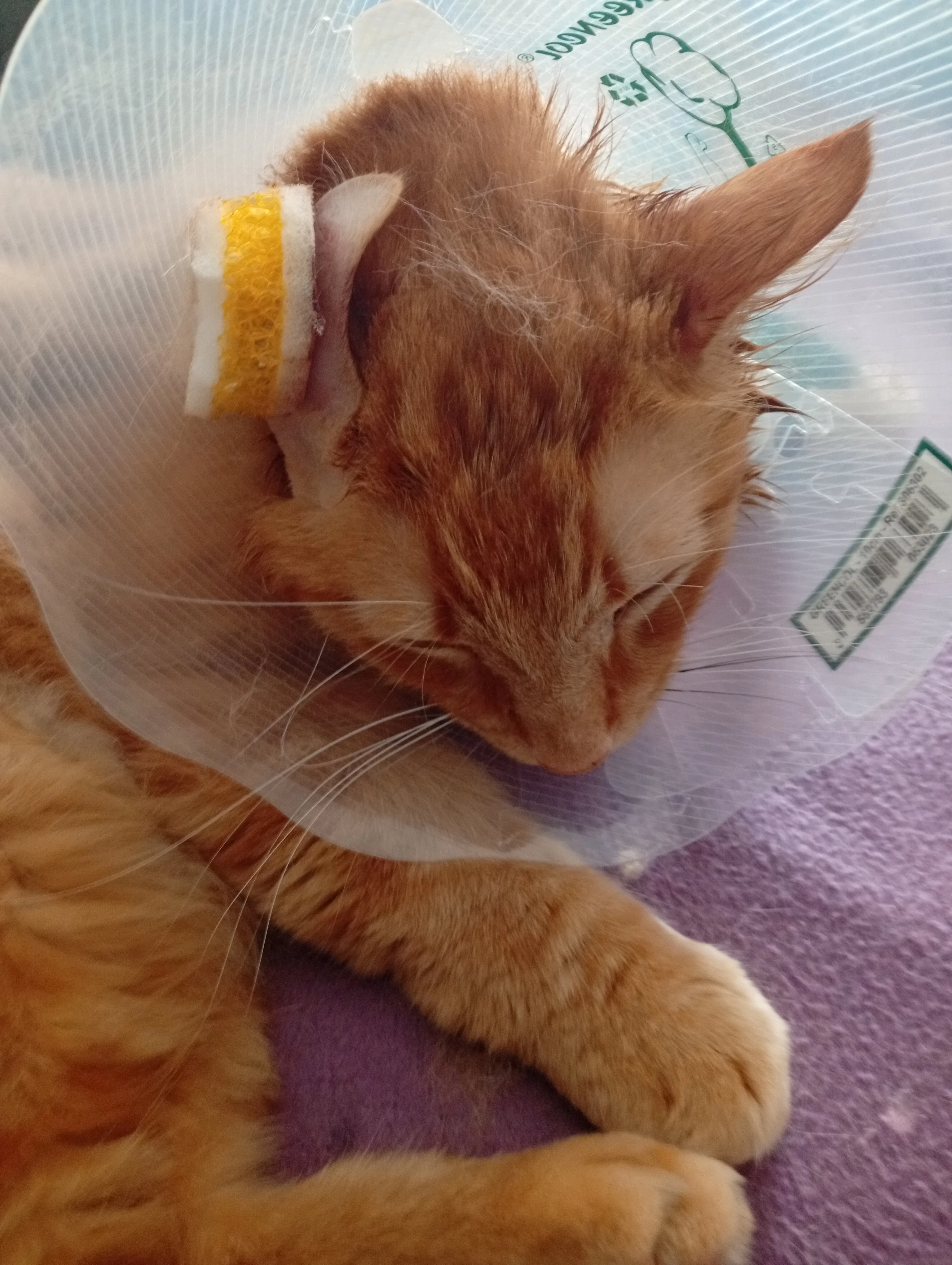 Miminou  - 4 Lotissement Les Bastides, Tourbes