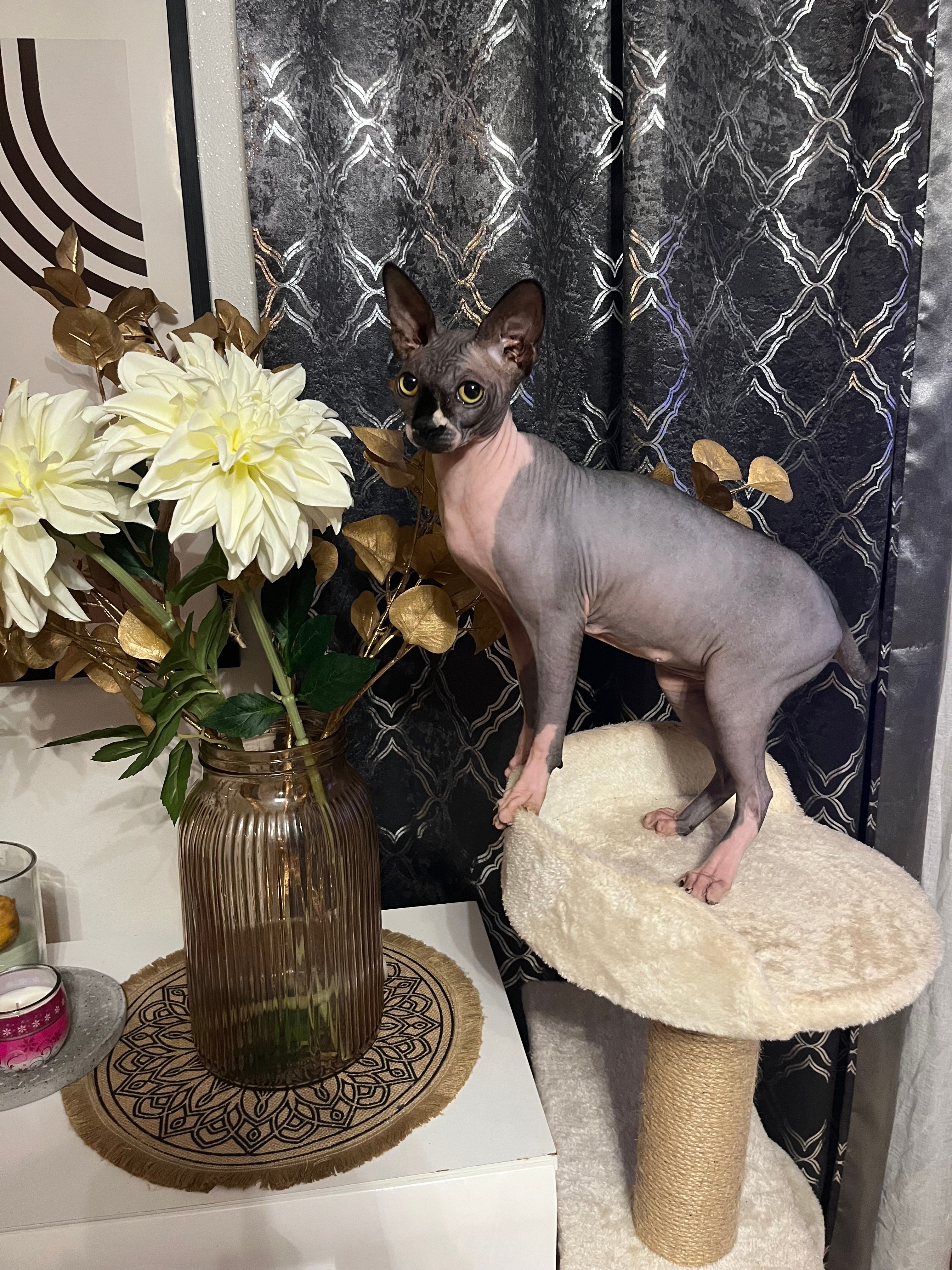 Maya - Allée François Mansart, Pierrelatte