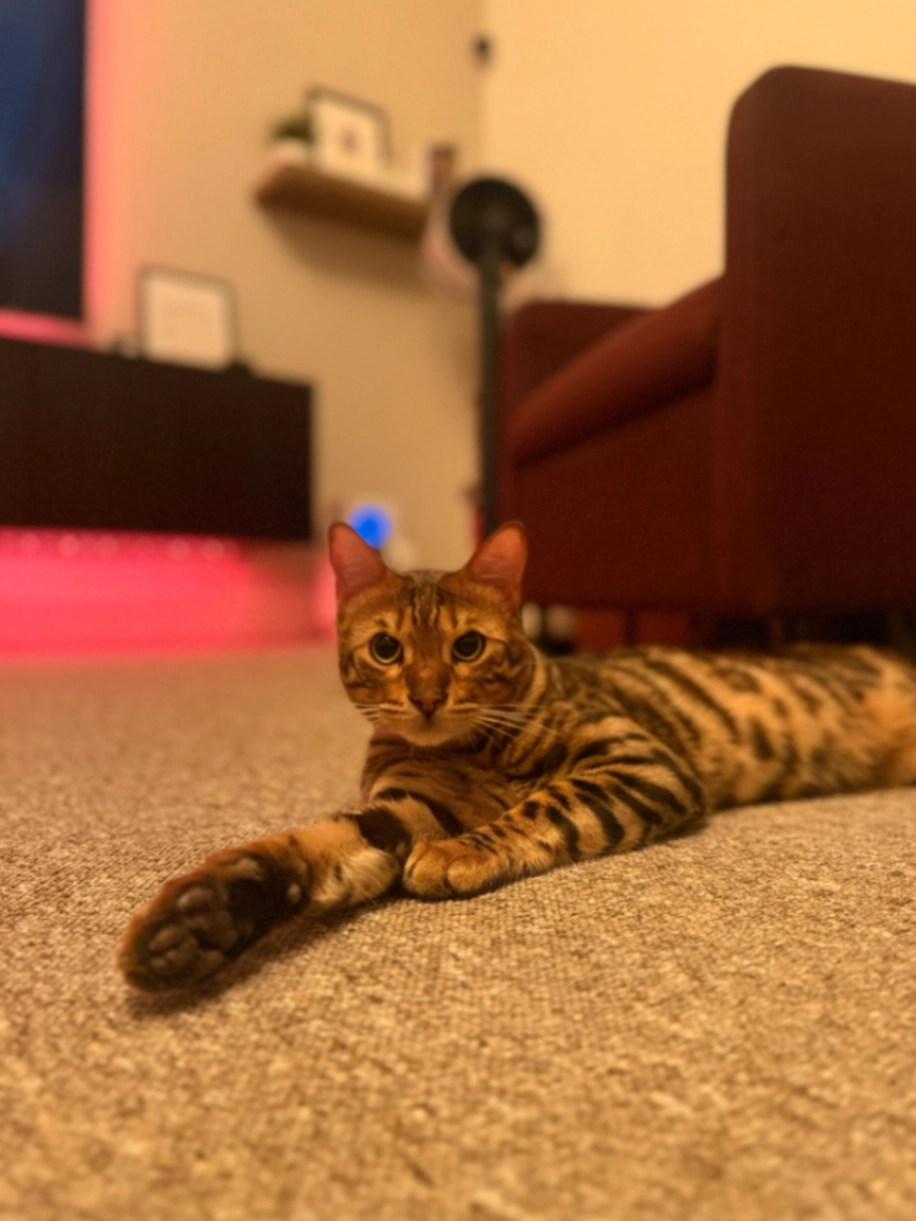 Rocky - Almanza Place, Barking