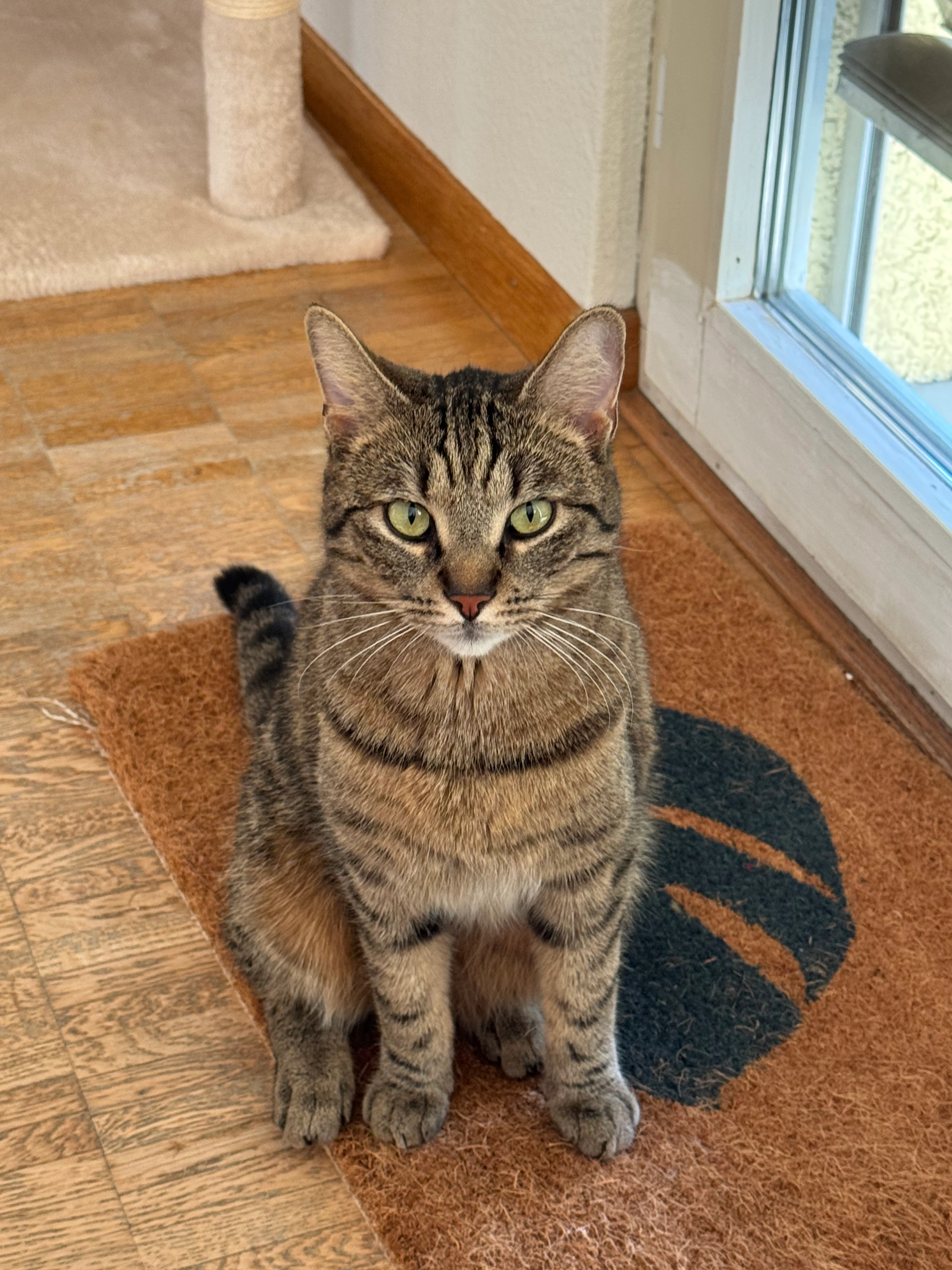 fendy - Meierwiesenstrasse, Buchs