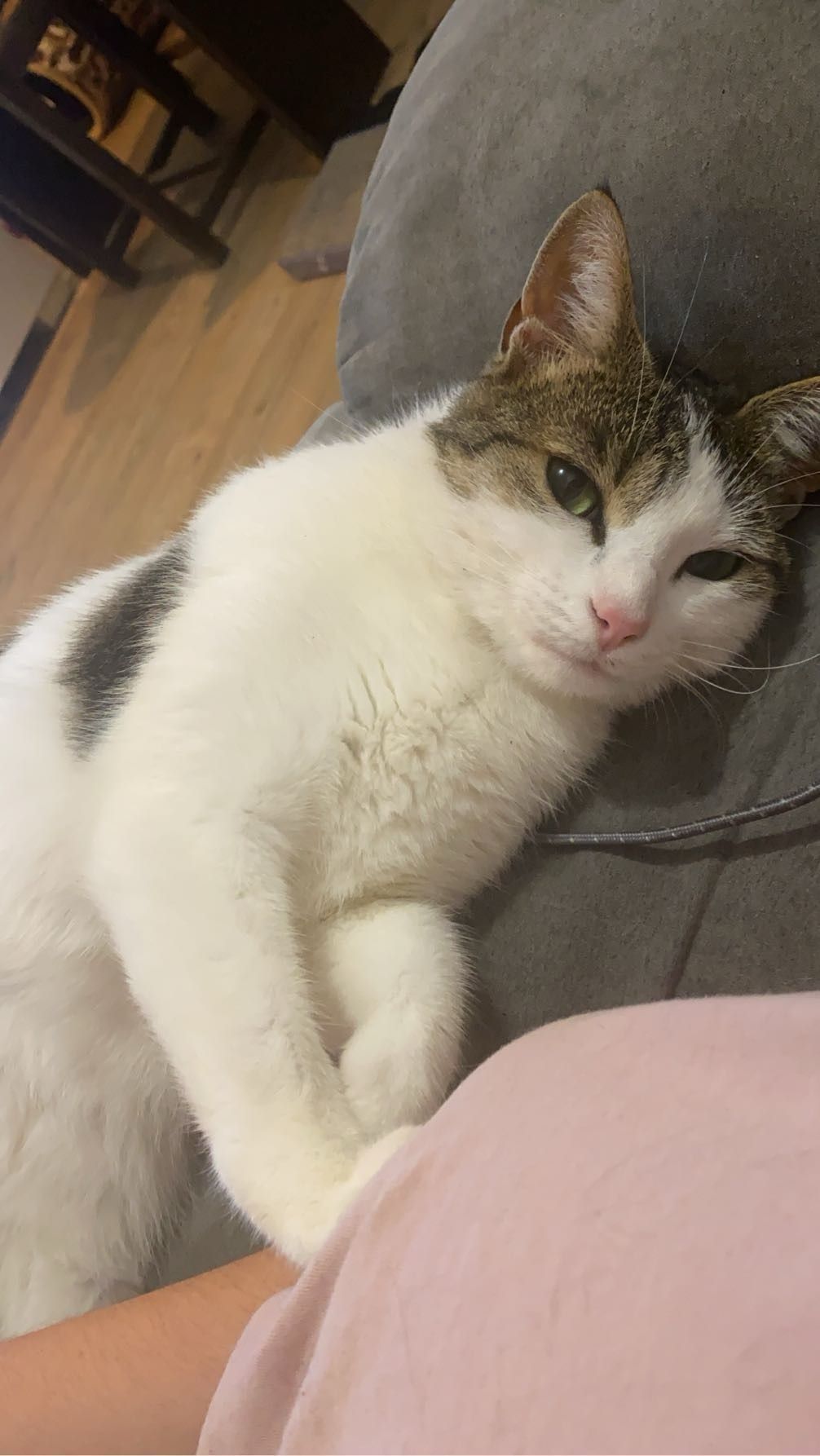 Athena  - Rue Bellevue, Montrevault