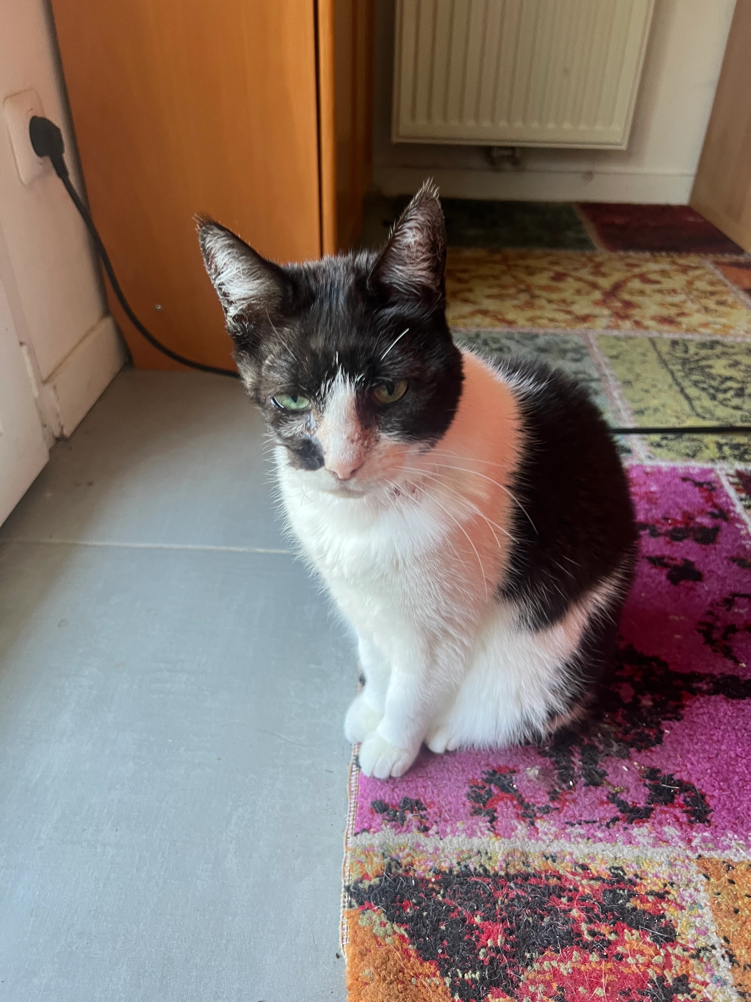 Neige - Avenue Georges Clemenceau, Villenave-d'Ornon