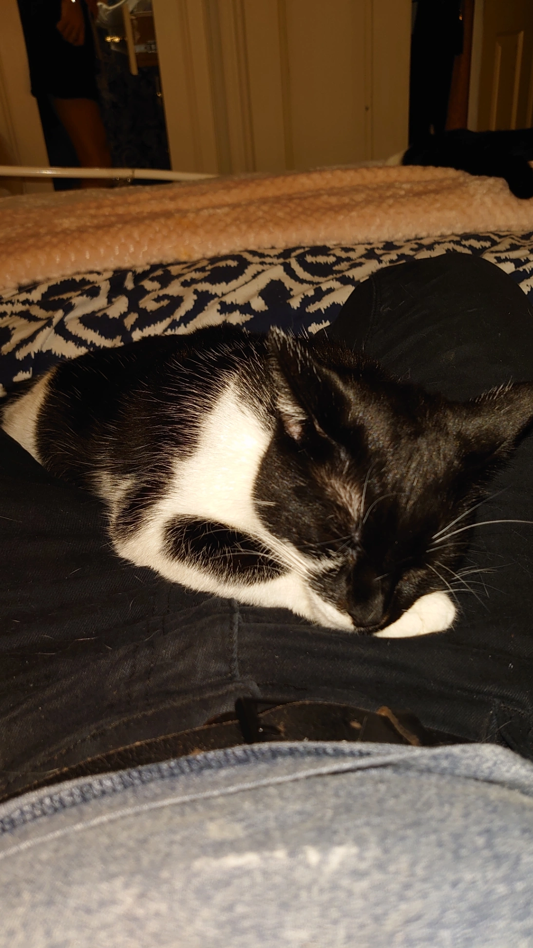 Pixie - Highview Gardens, London