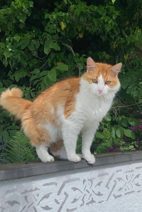 Balu - Ferenc-Fricsay-Straße, Salzburg