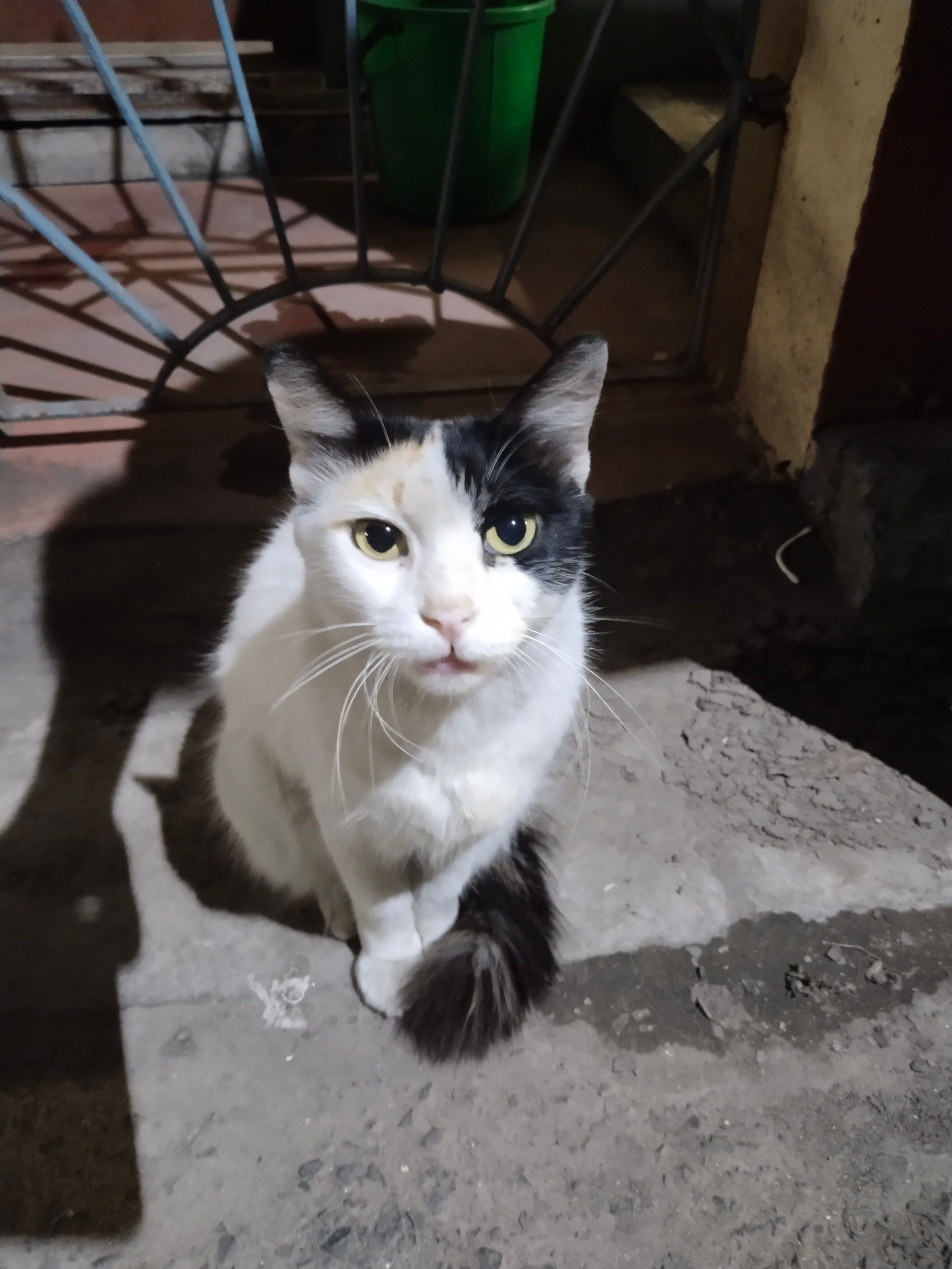 Christie - Brojen Mukherjee Road, Behala