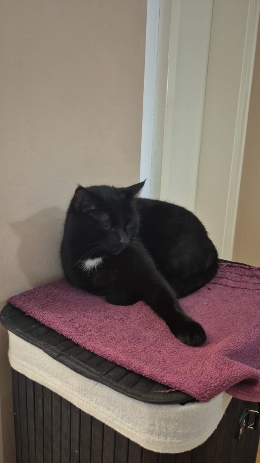 Mogli - Lohmühlstraße, Mühldorf am Inn